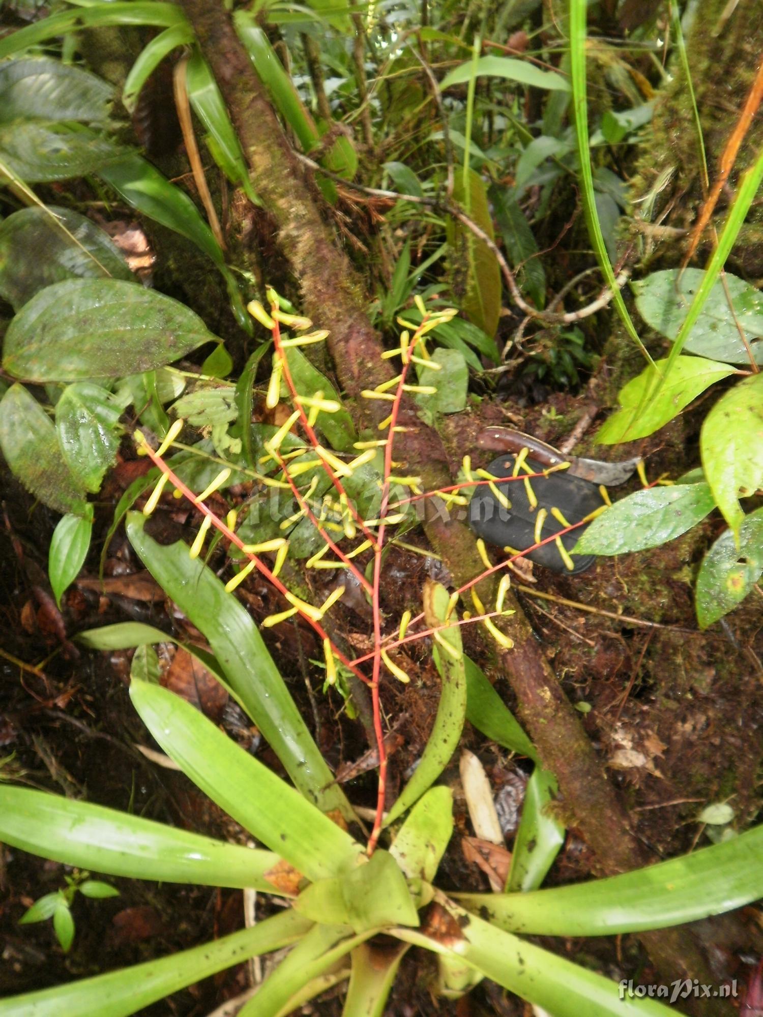 Guzmania harlingii