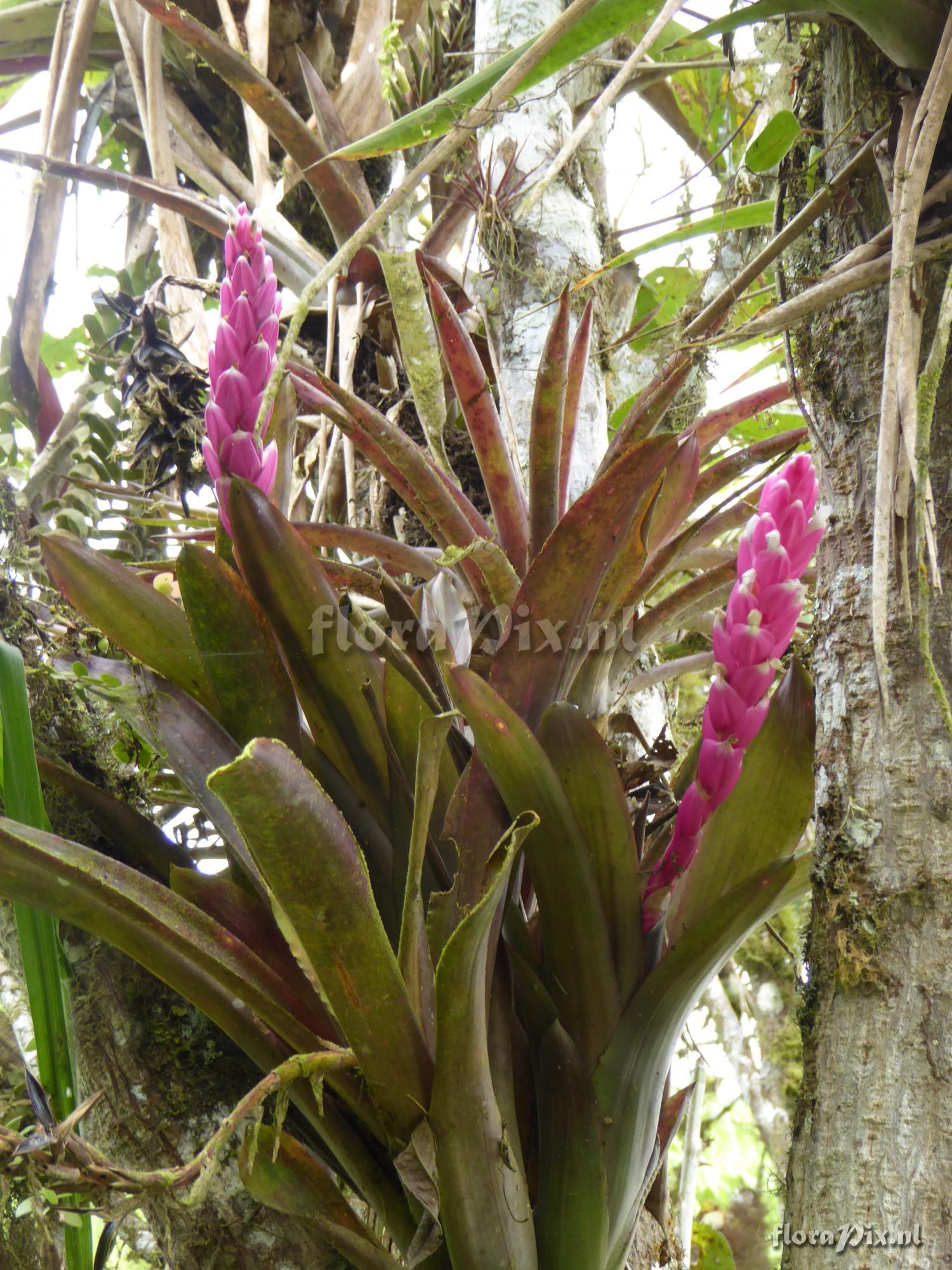 Guzmania remyi