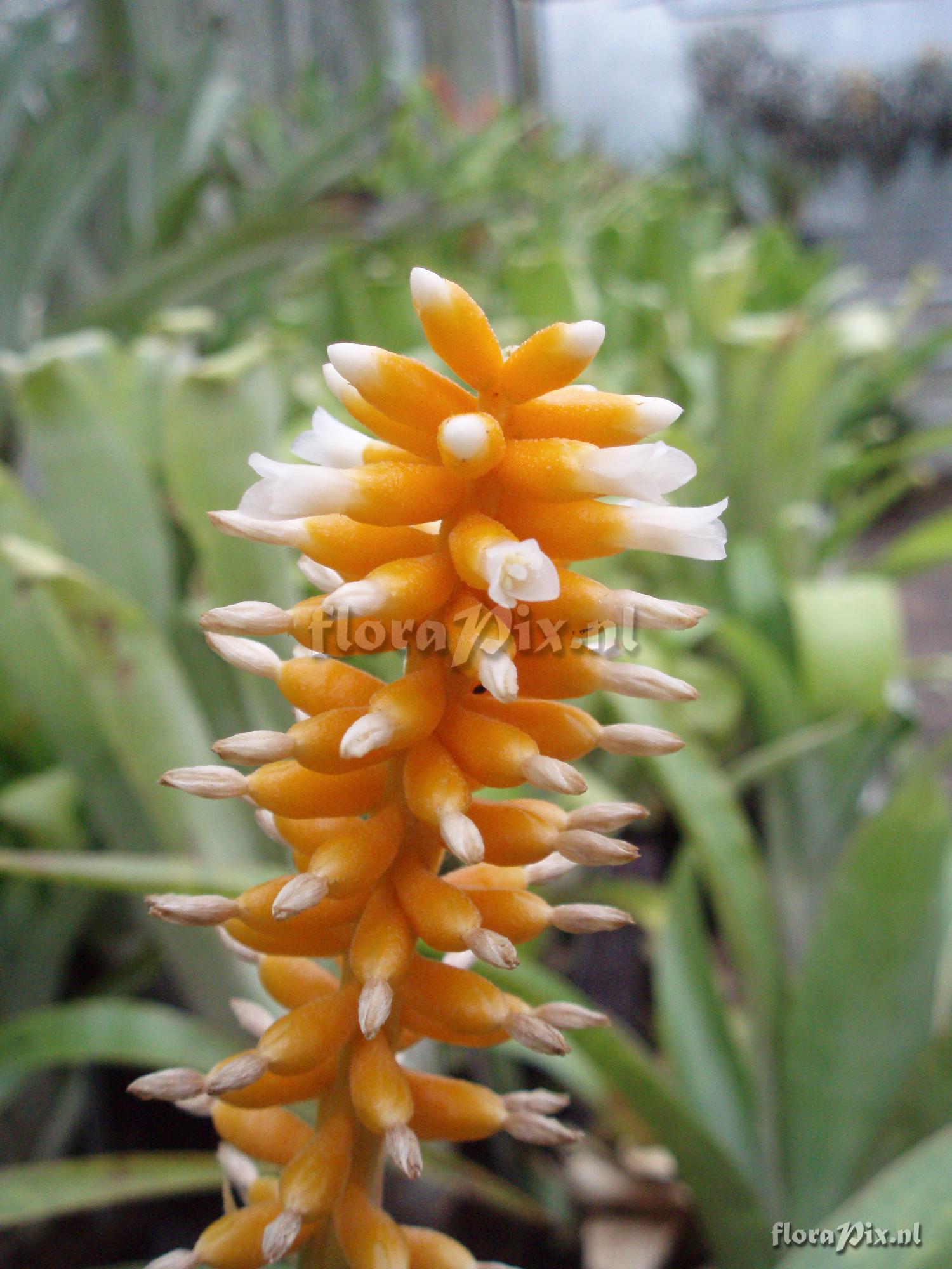 Aechmea bicolor