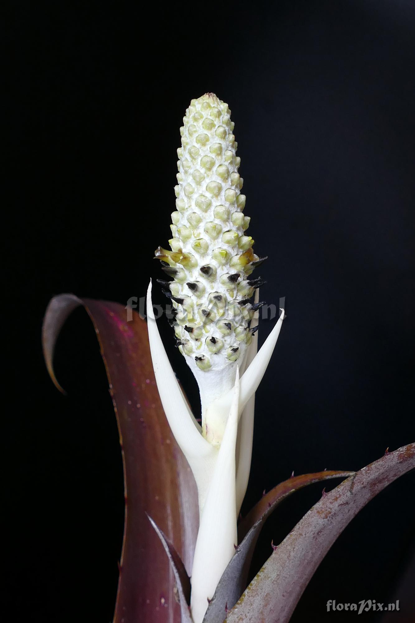 Aechmea bromeliifolia