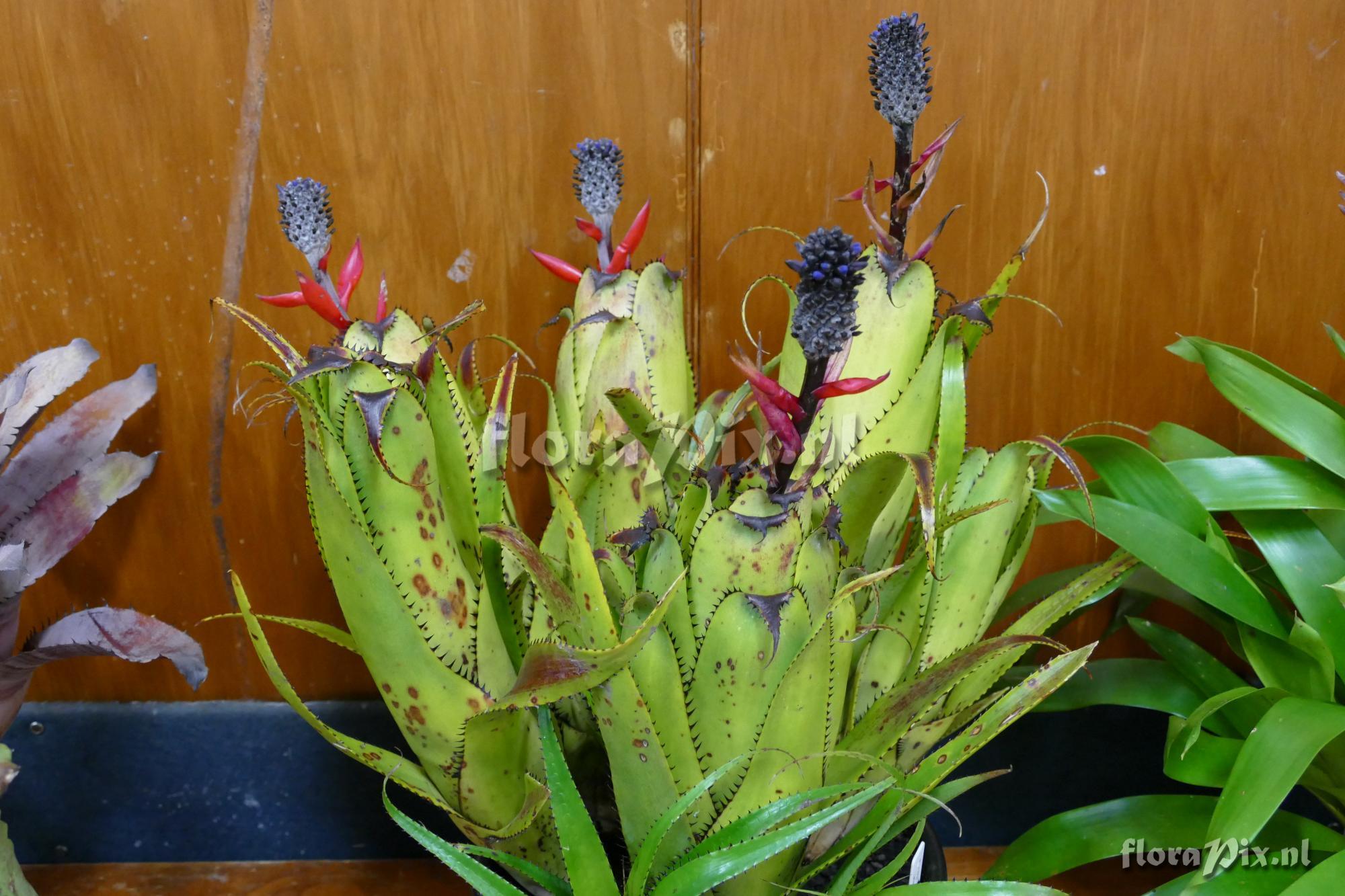 Aechmea triangularis