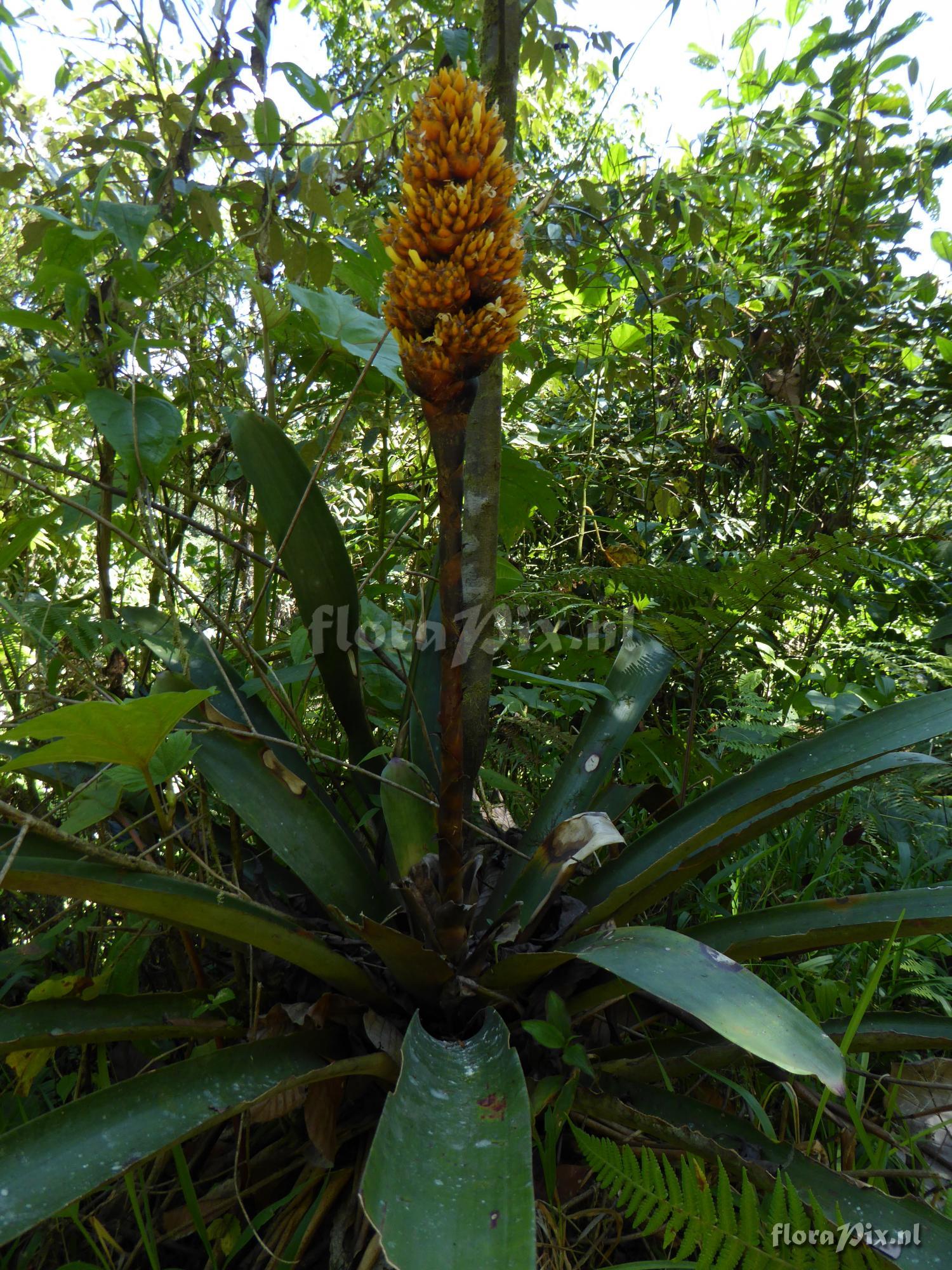 Guzmania teuscheri