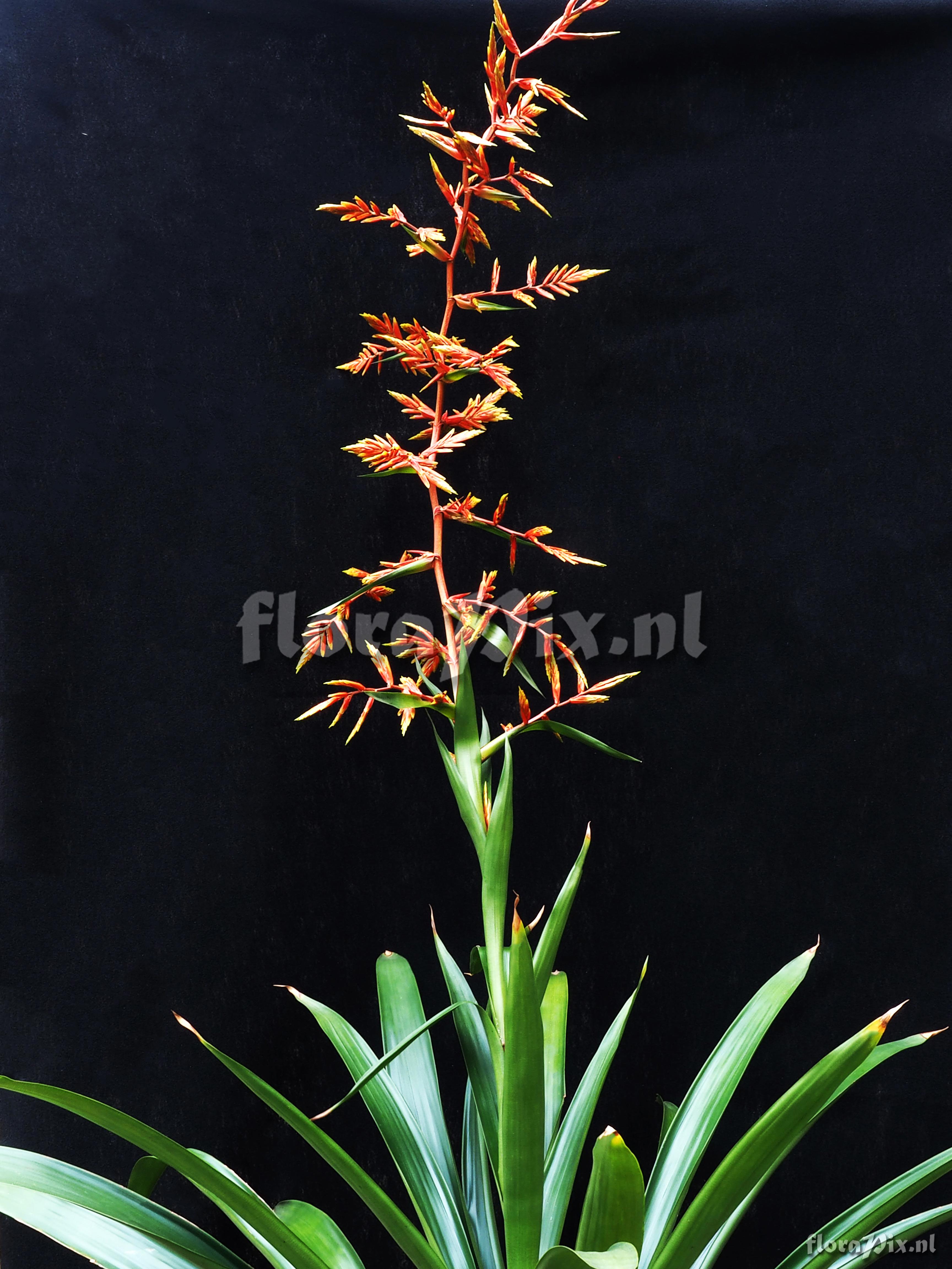 Guzmania undulatobracteata