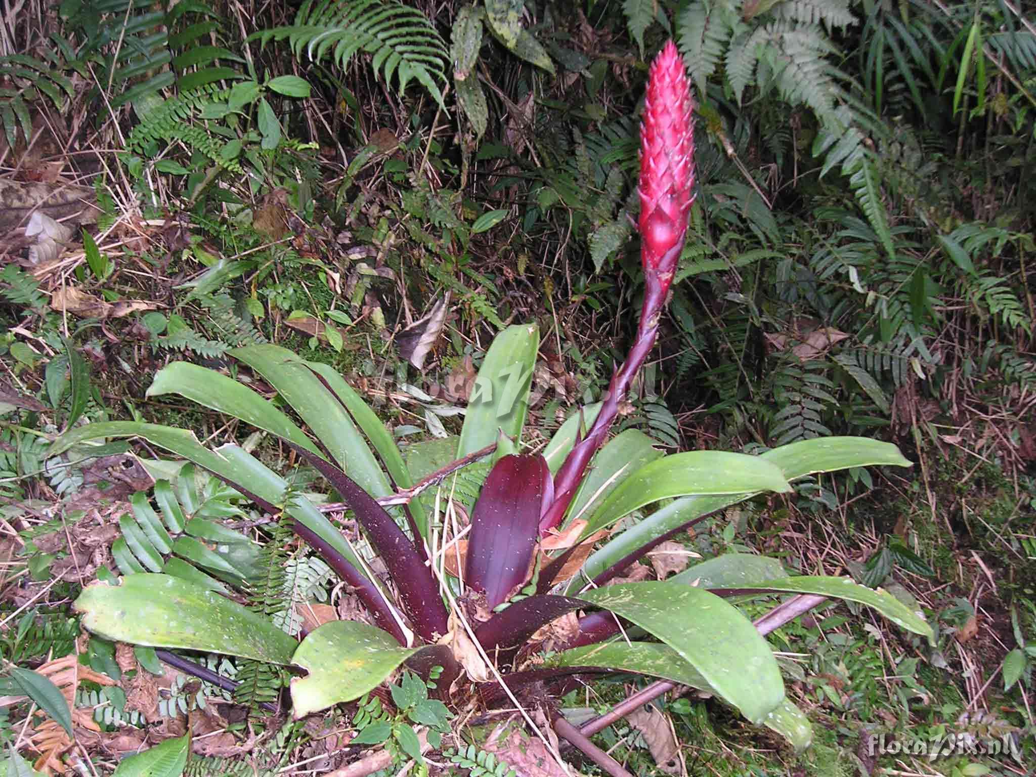 Guzmania vinacea