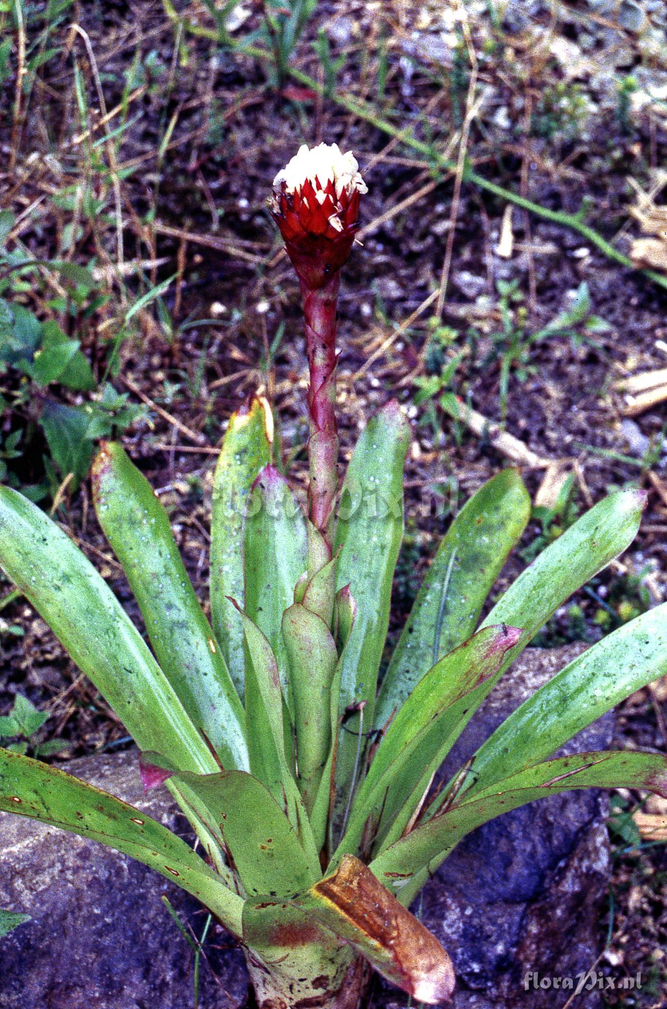 Guzmania besseae