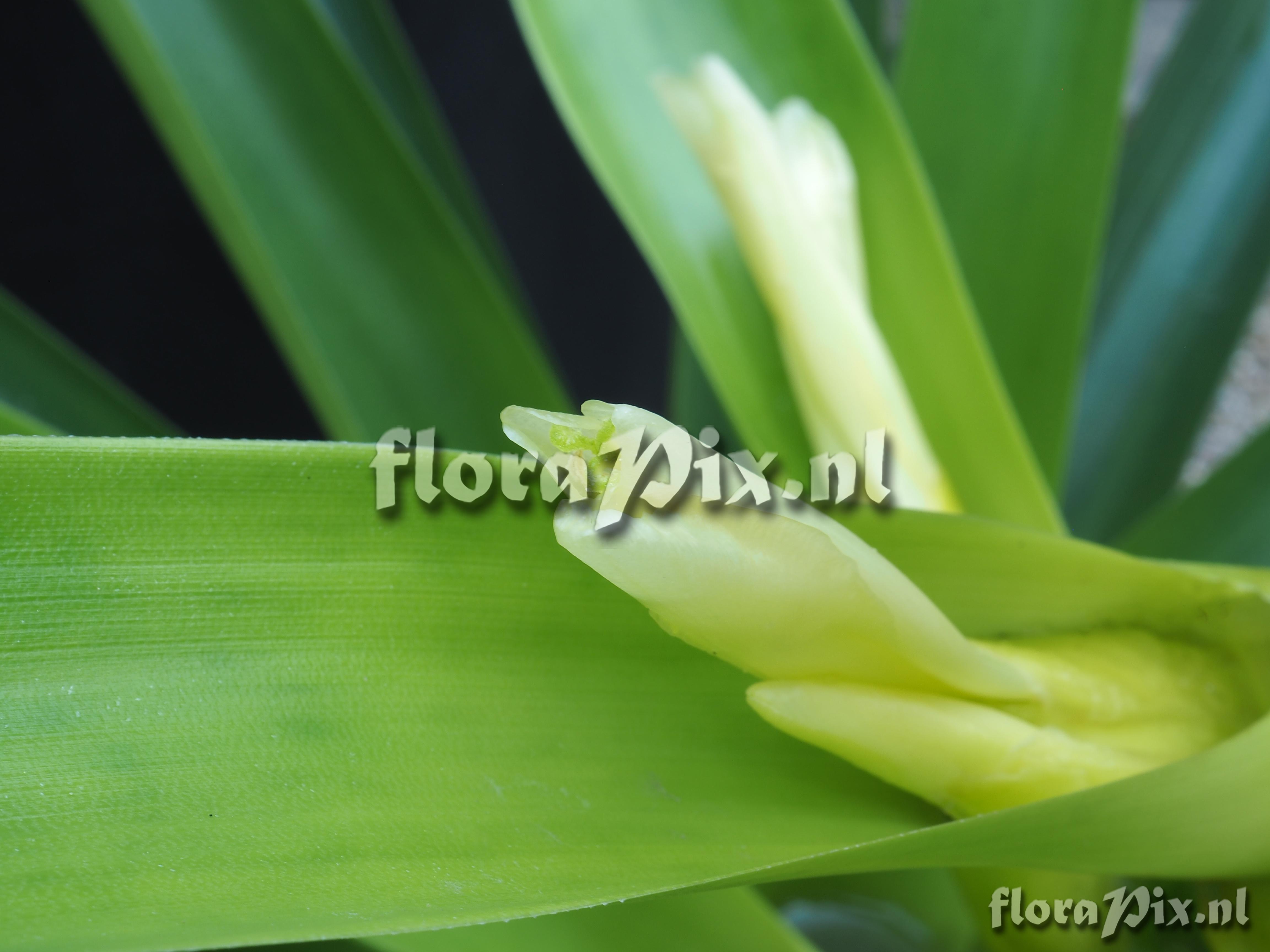 Guzmania alcantareoides