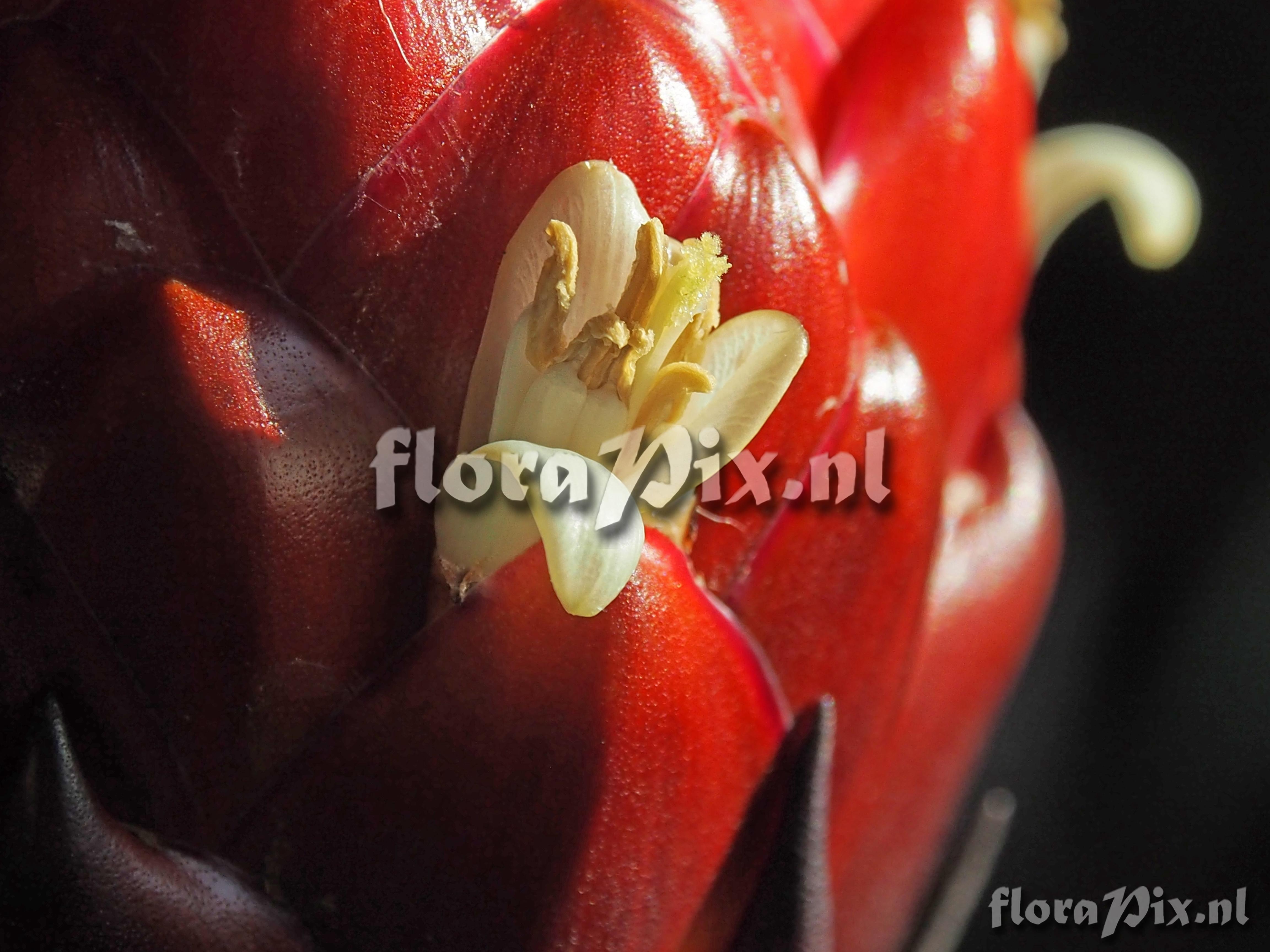 Guzmania claviformis