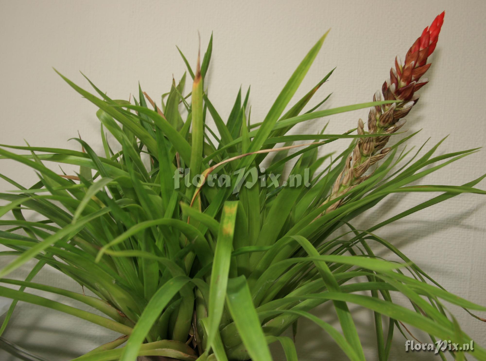 Guzmania monostachia