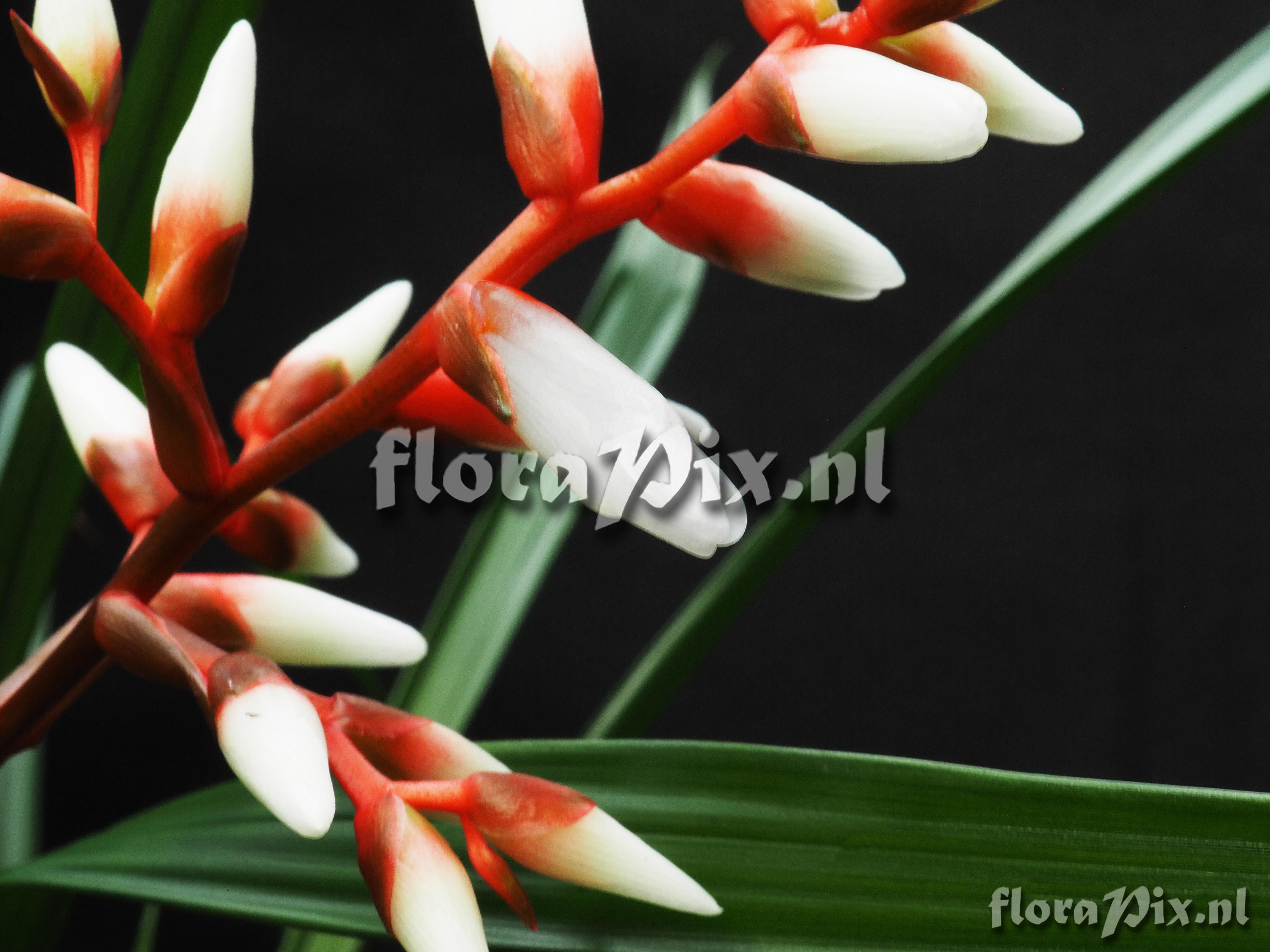 Guzmania delicatula