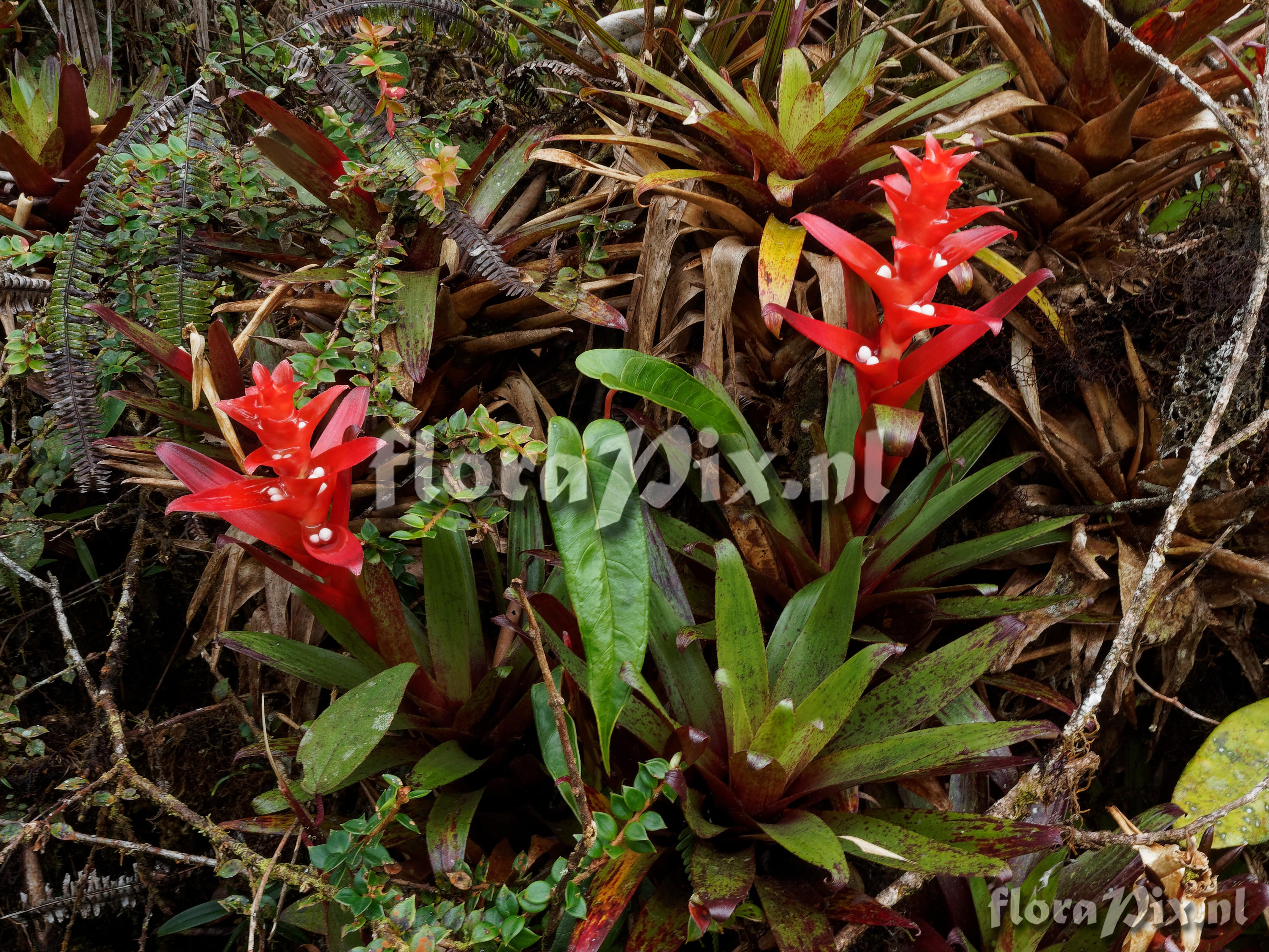 Guzmania mosquerae