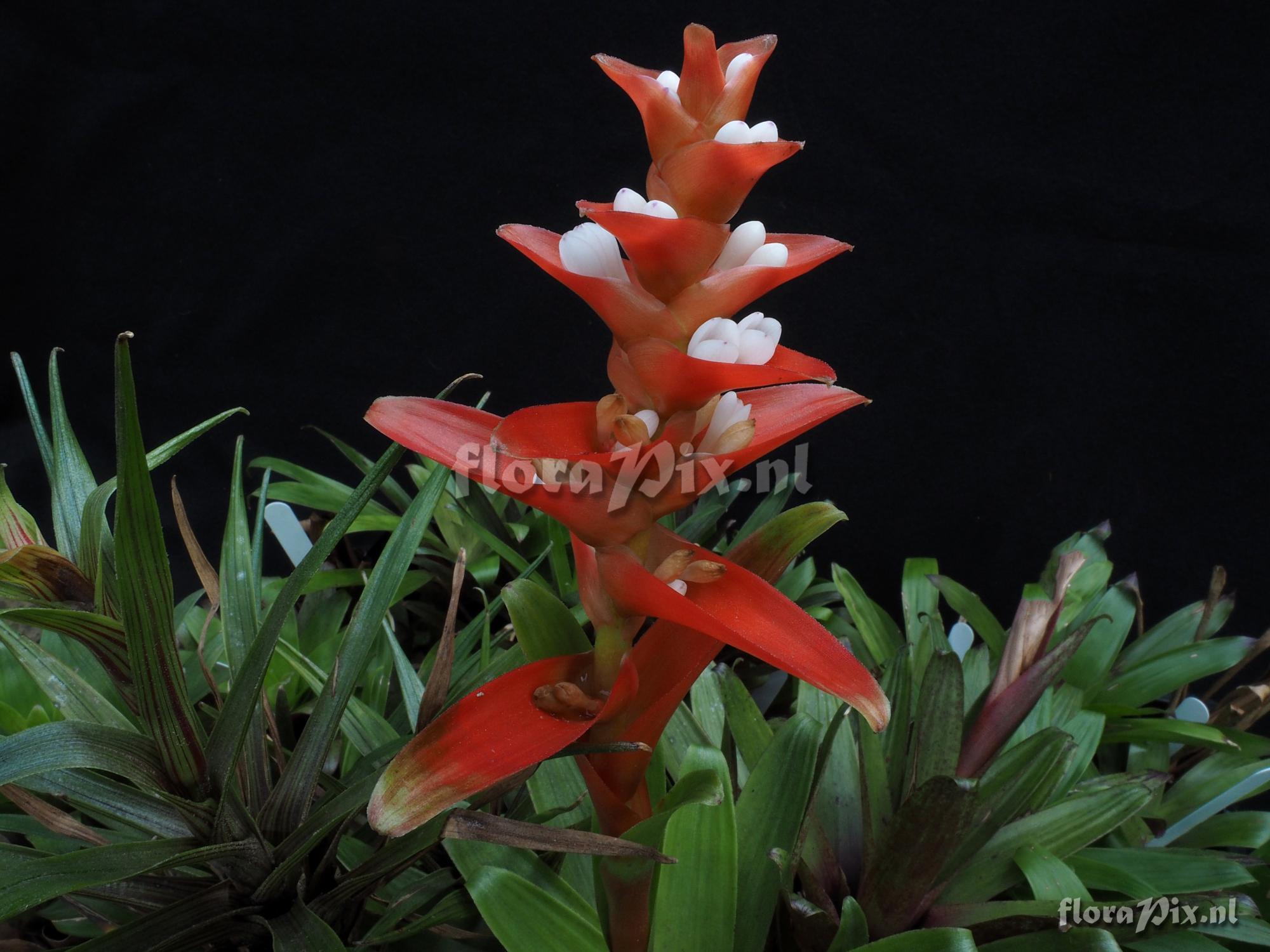 Guzmania mosquerae