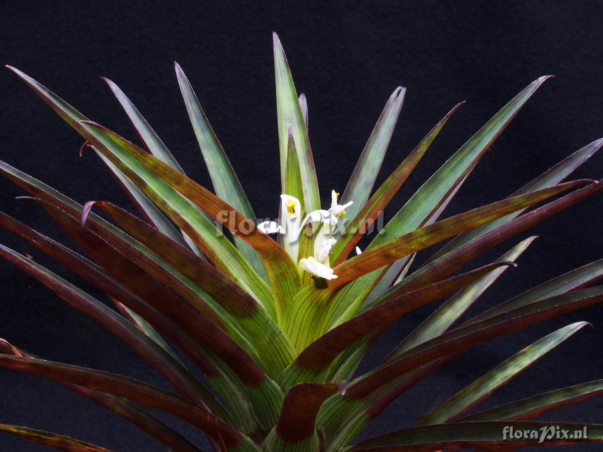 Guzmania inexpectata