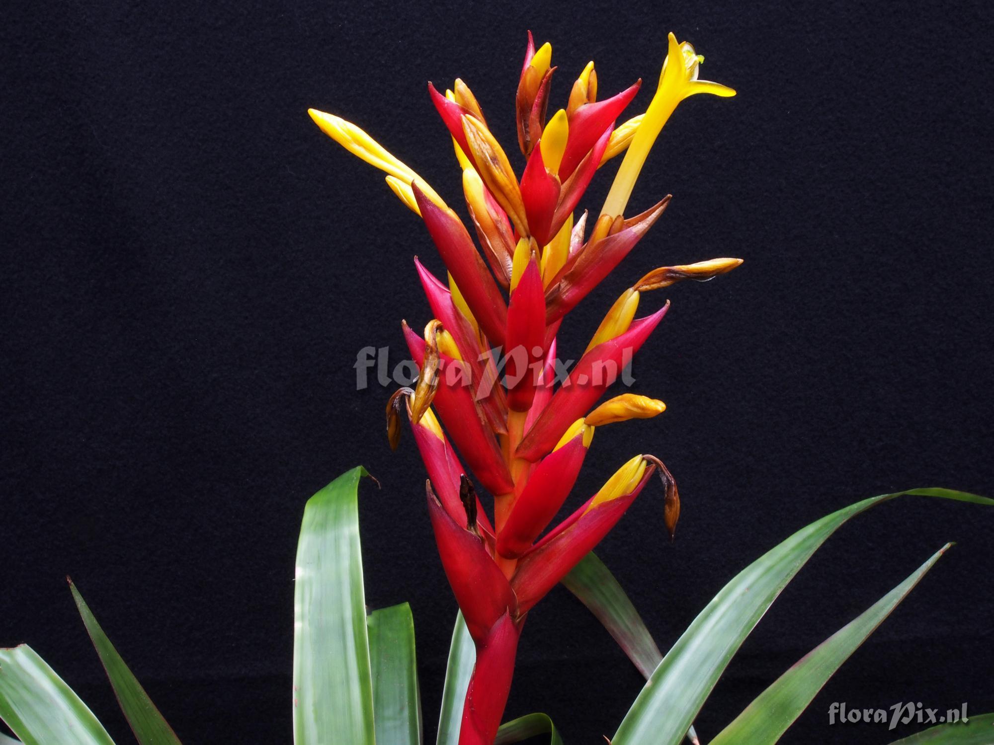 Guzmania kennedyae