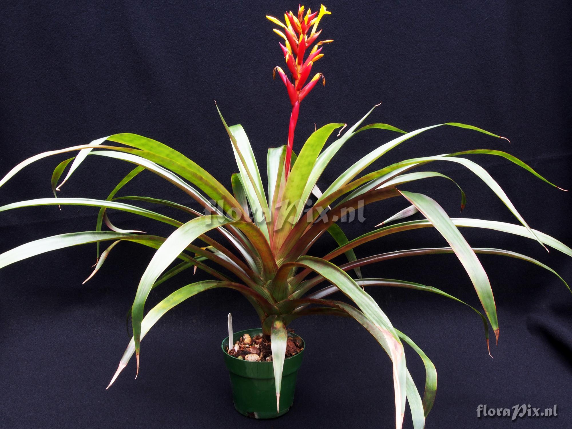 Guzmania kennedyae