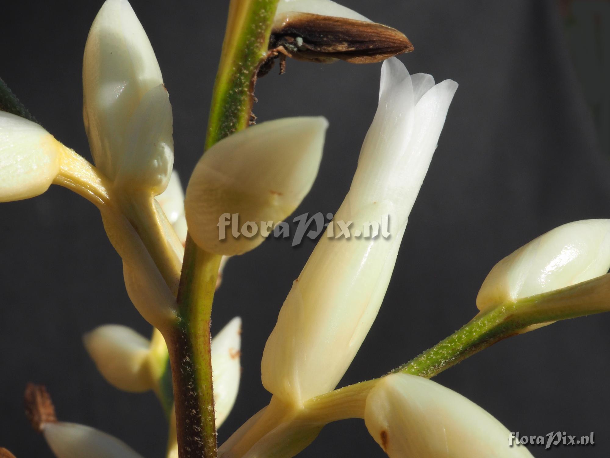 Guzmania leonardkentiana