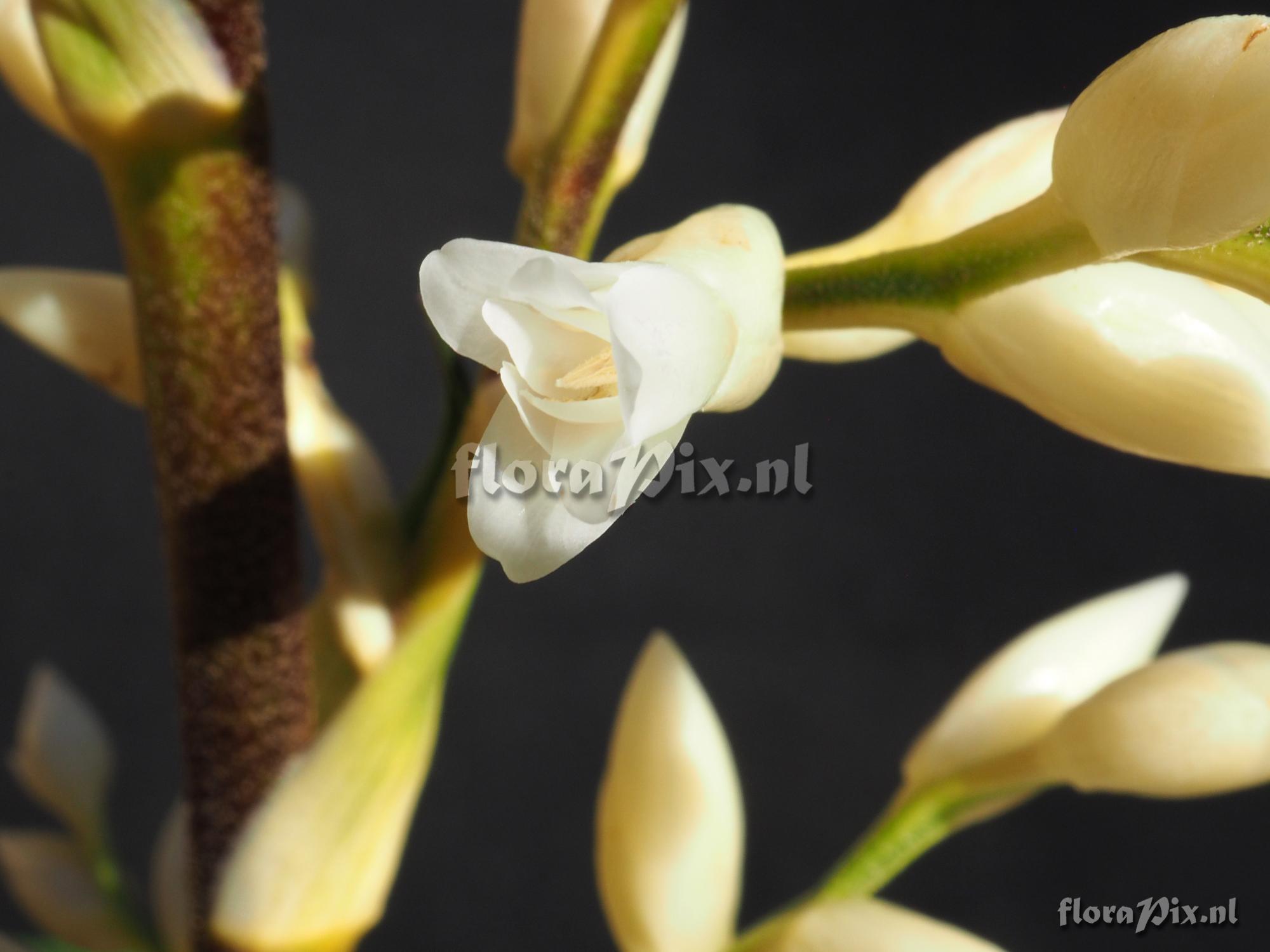 Guzmania leonardkentiana