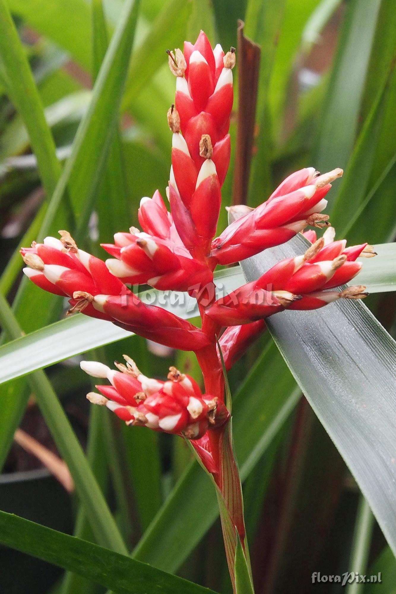 Guzmania madisonii 