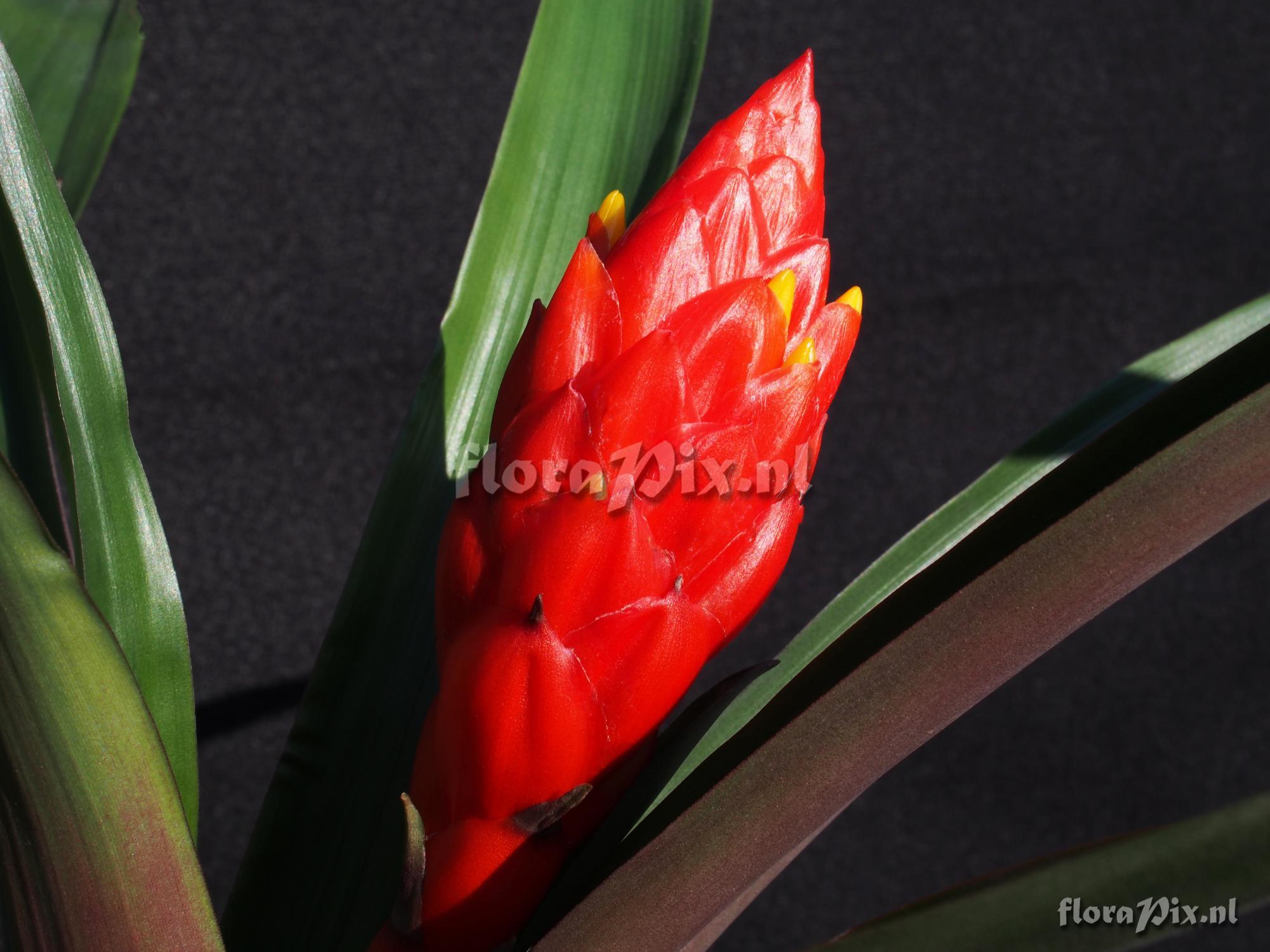 Guzmania melinonis