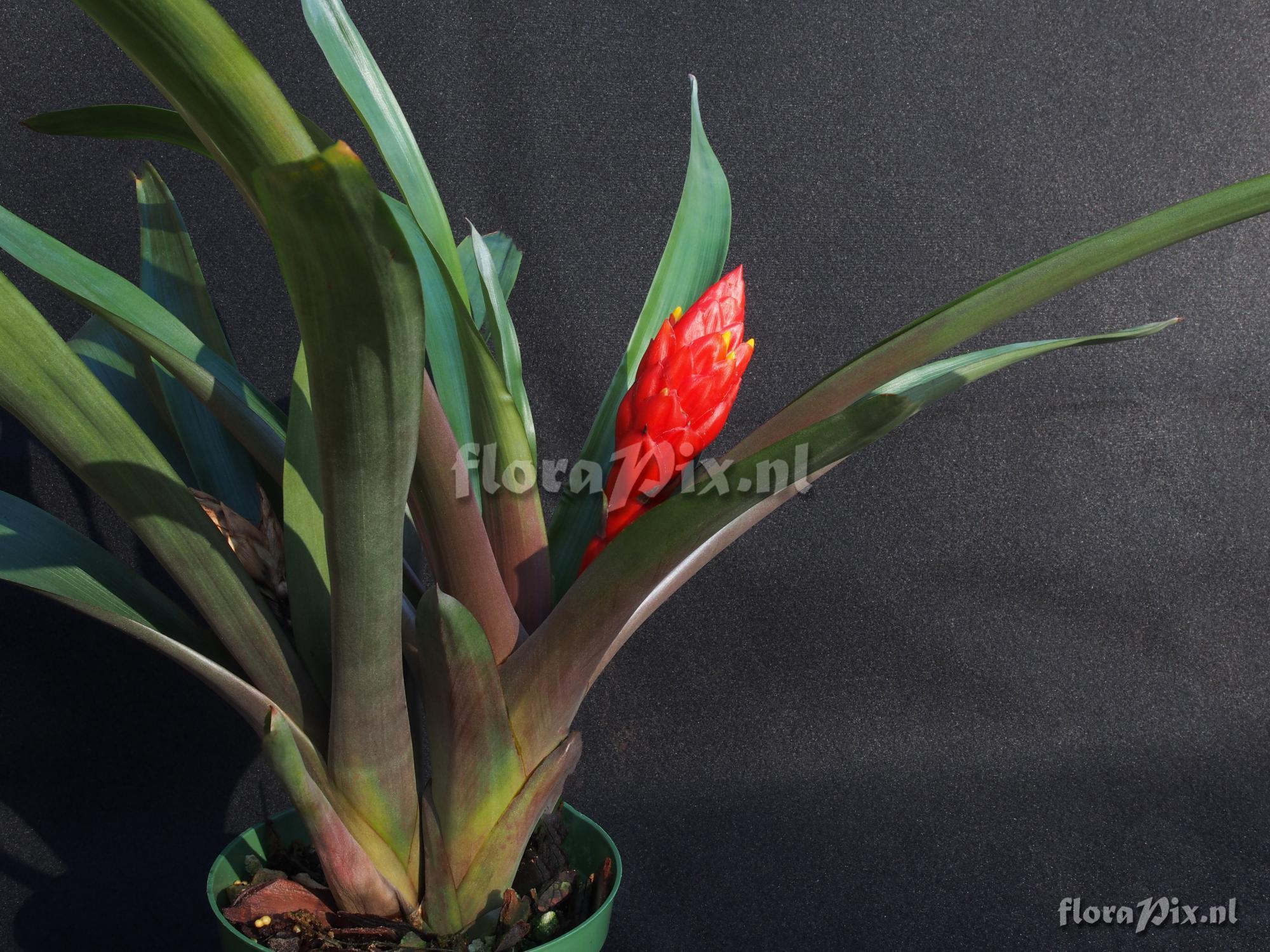 Guzmania melinonis