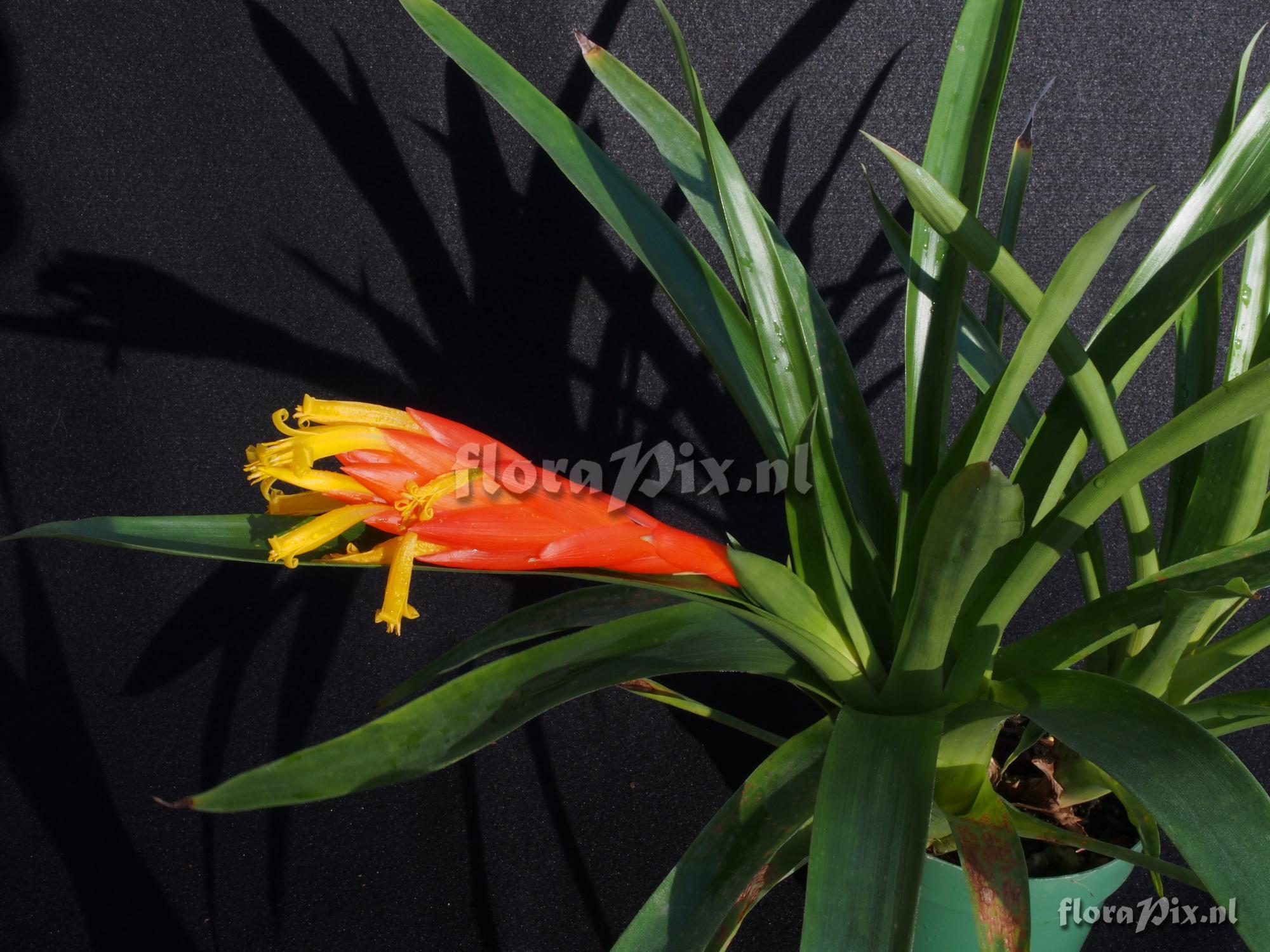 Guzmania nicaraguensis