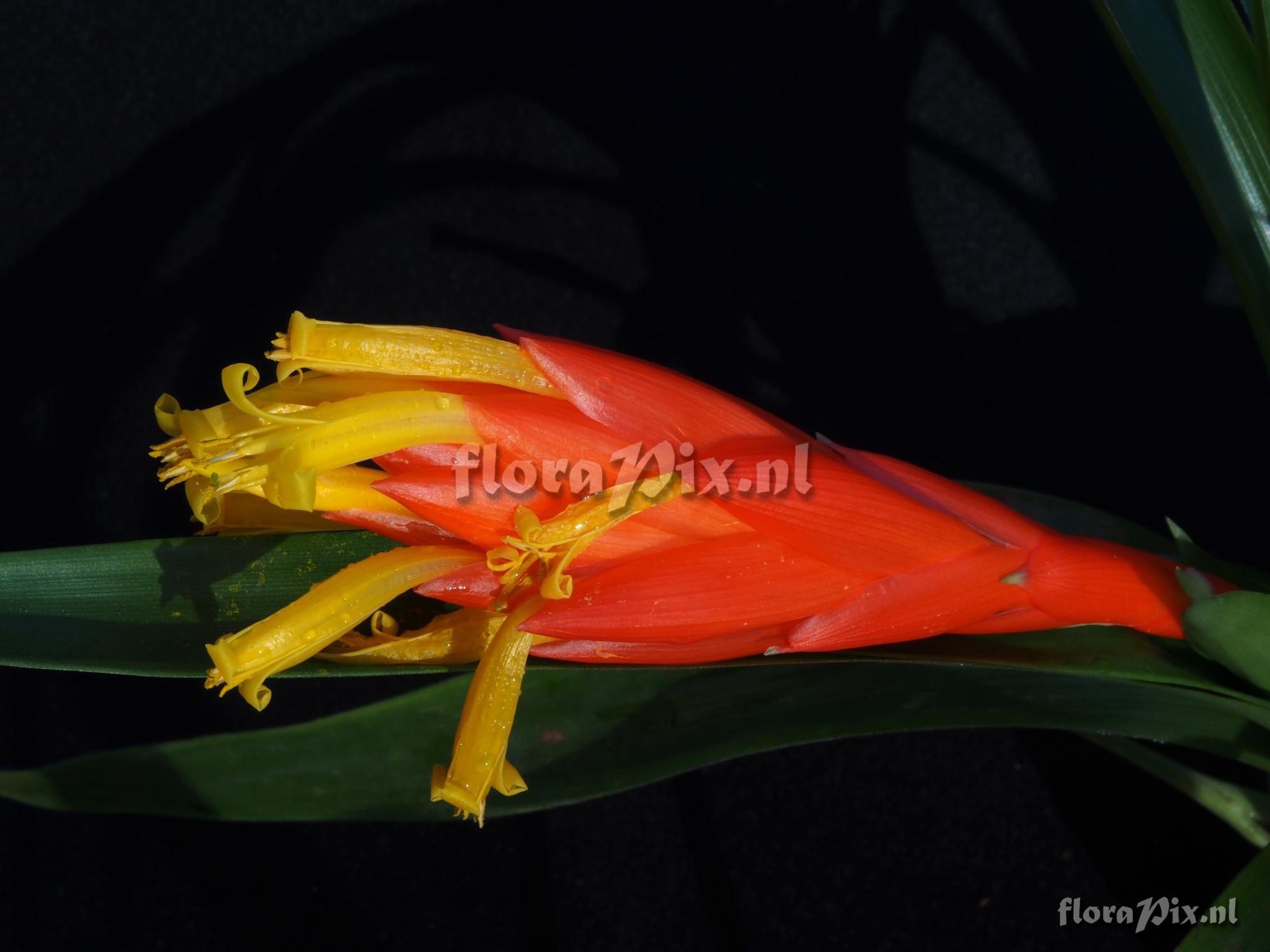 Guzmania nicaraguensis