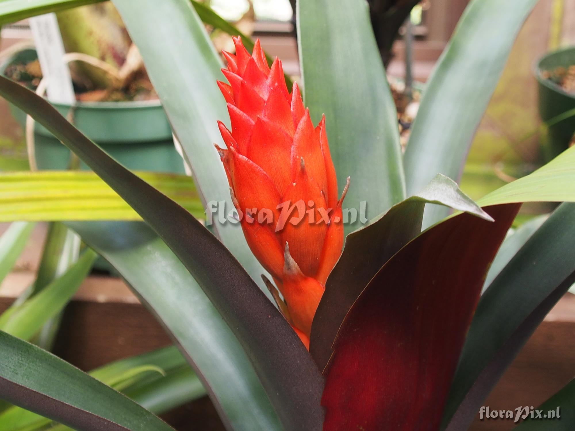 Guzmania osyana