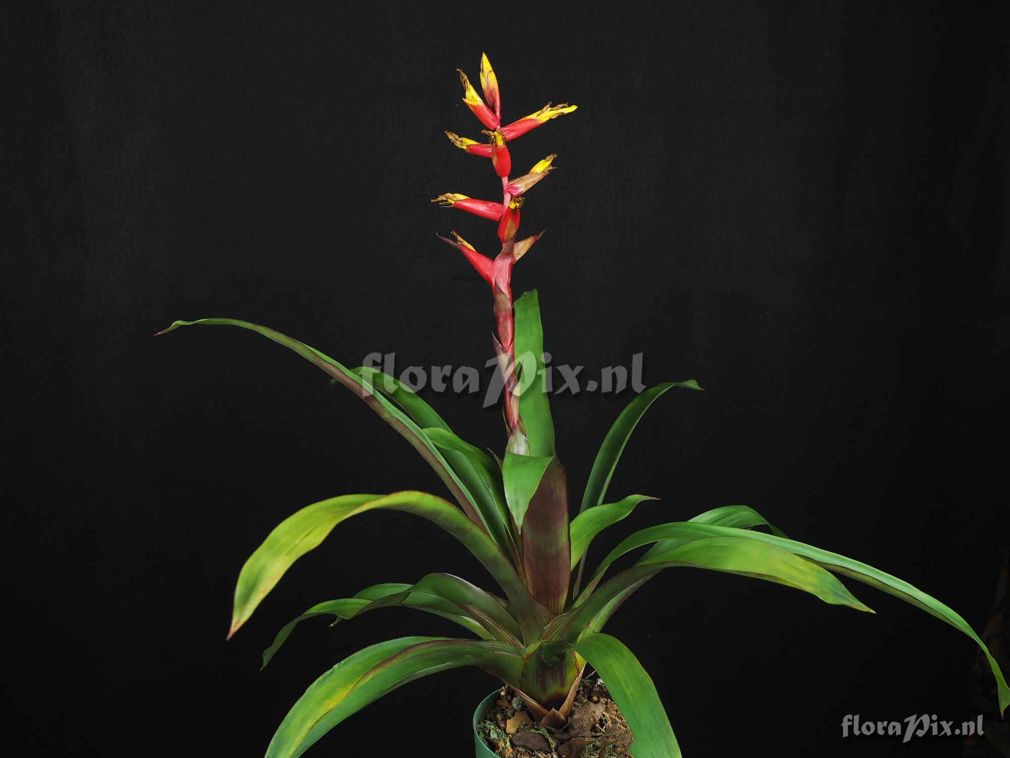 Guzmania rauhiana