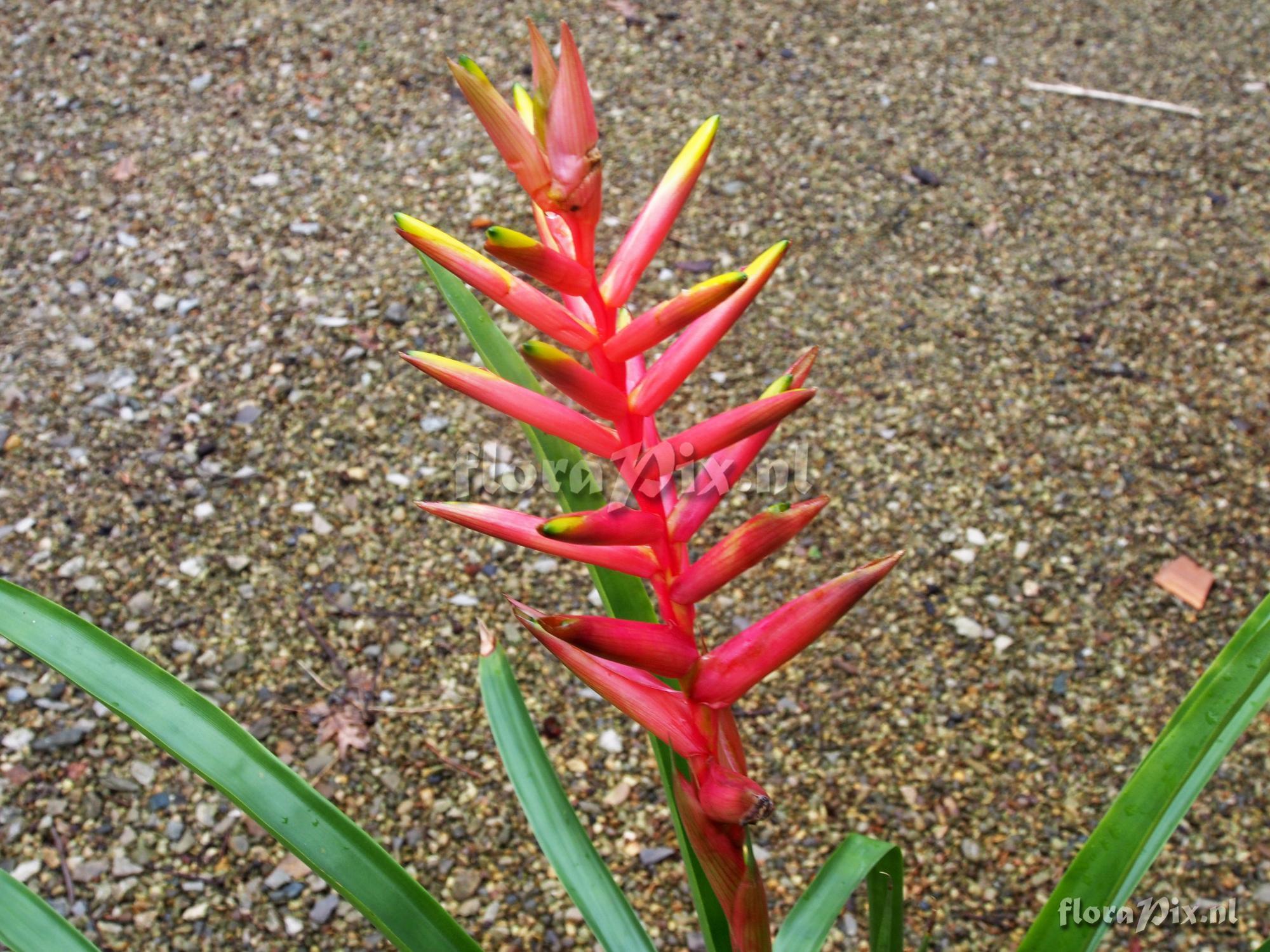 Guzmania rosea