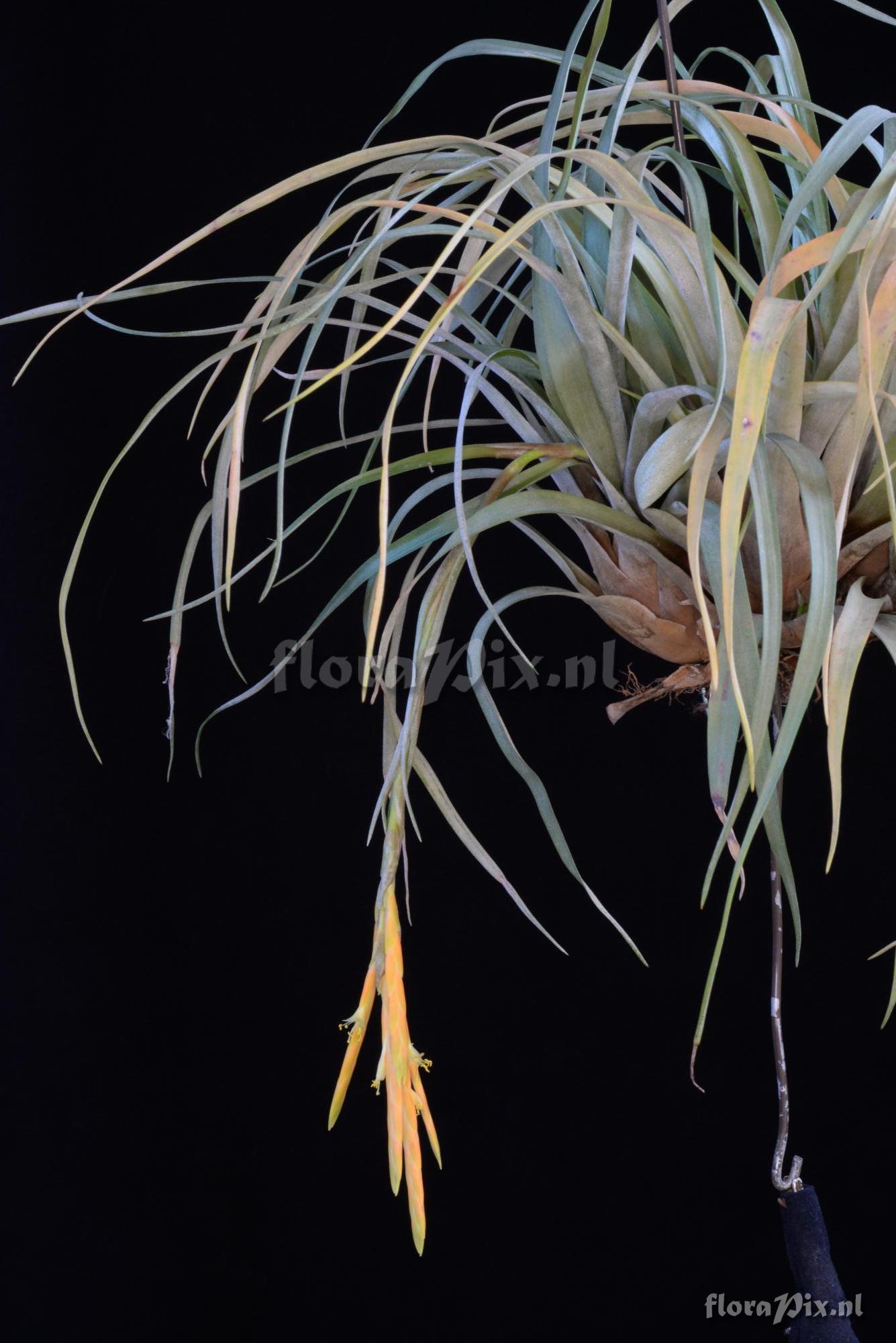 Tillandsia barthlottii 