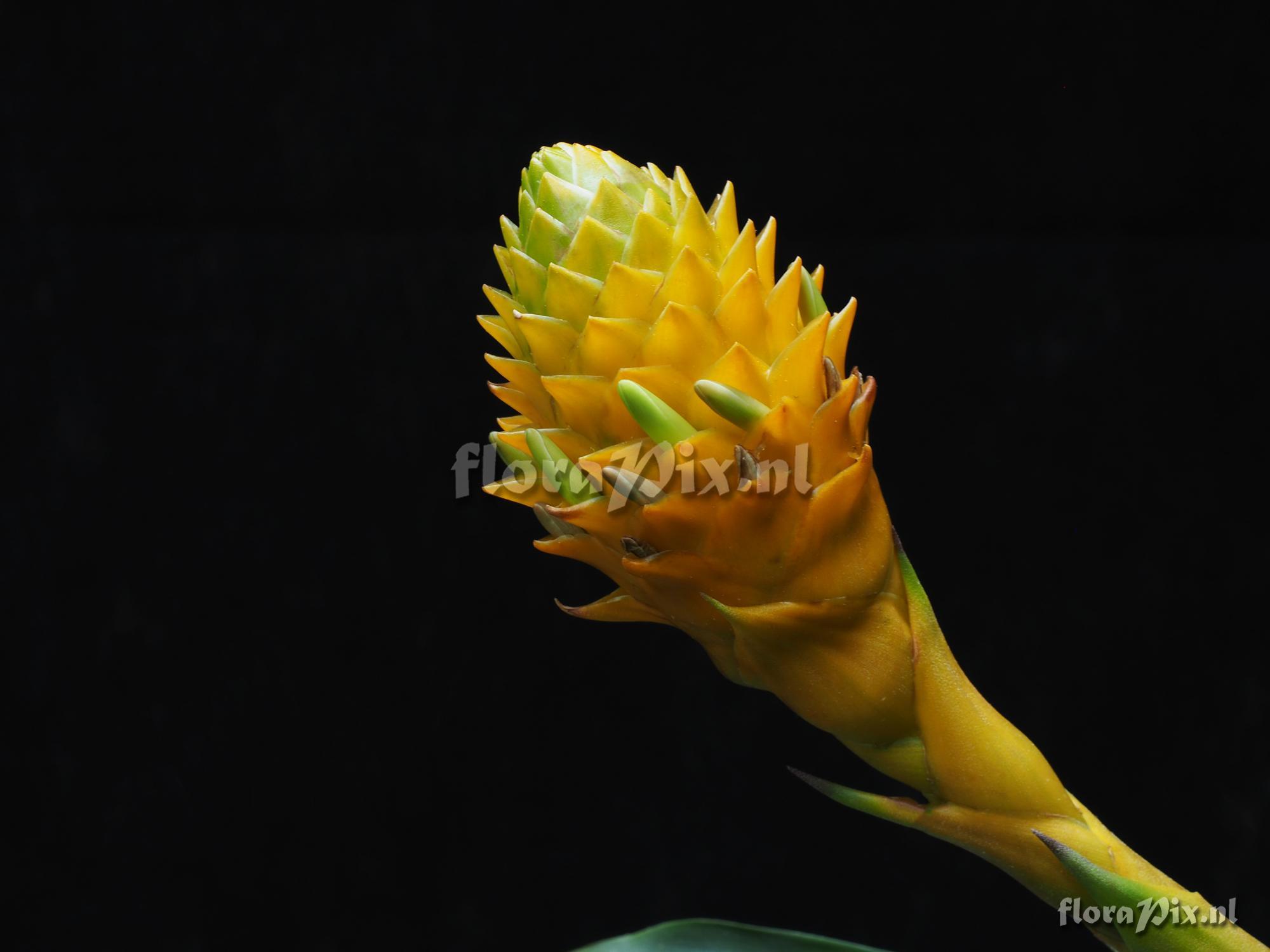 Guzmania teucamae