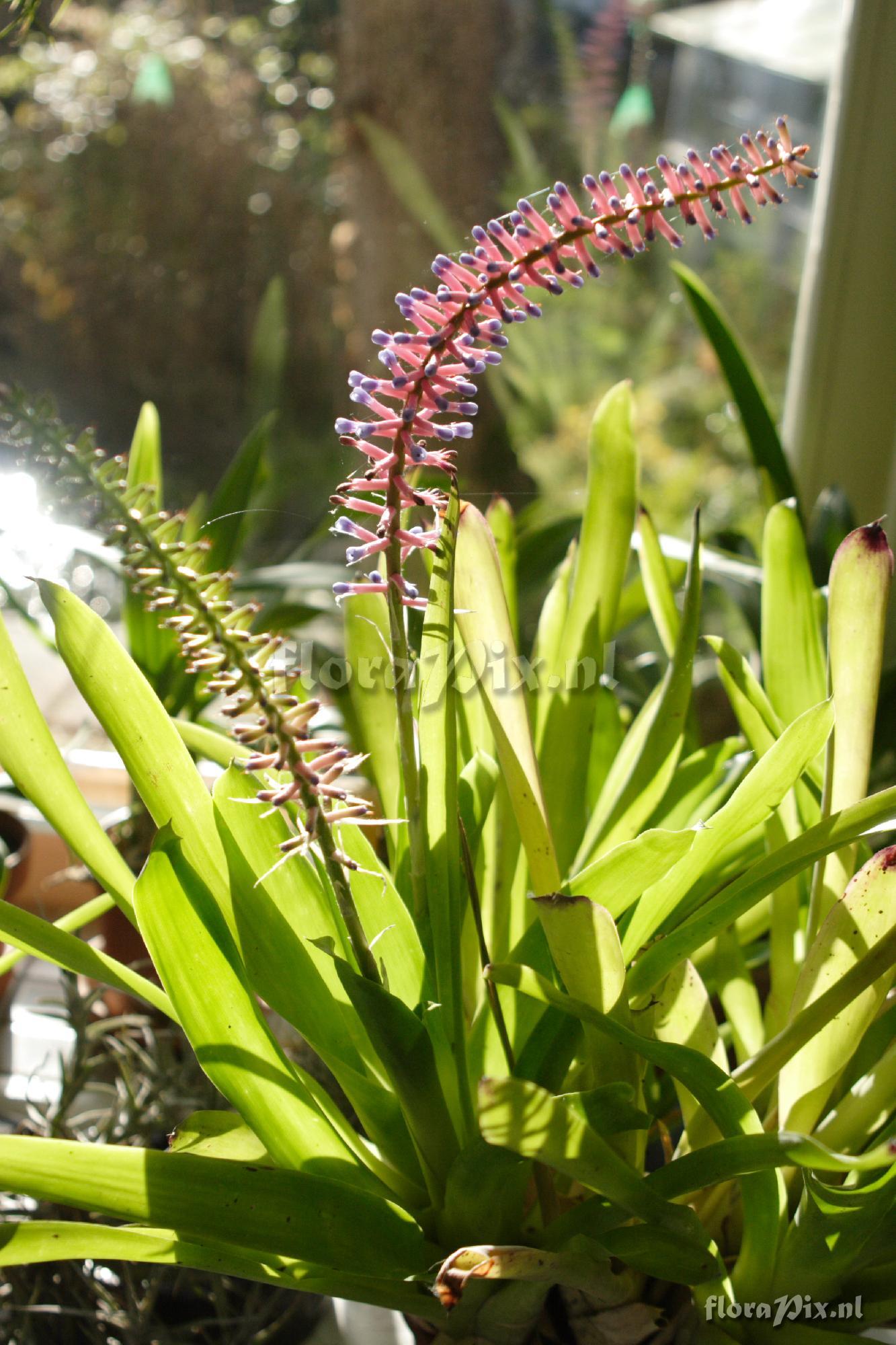 Aechmea gamosepala