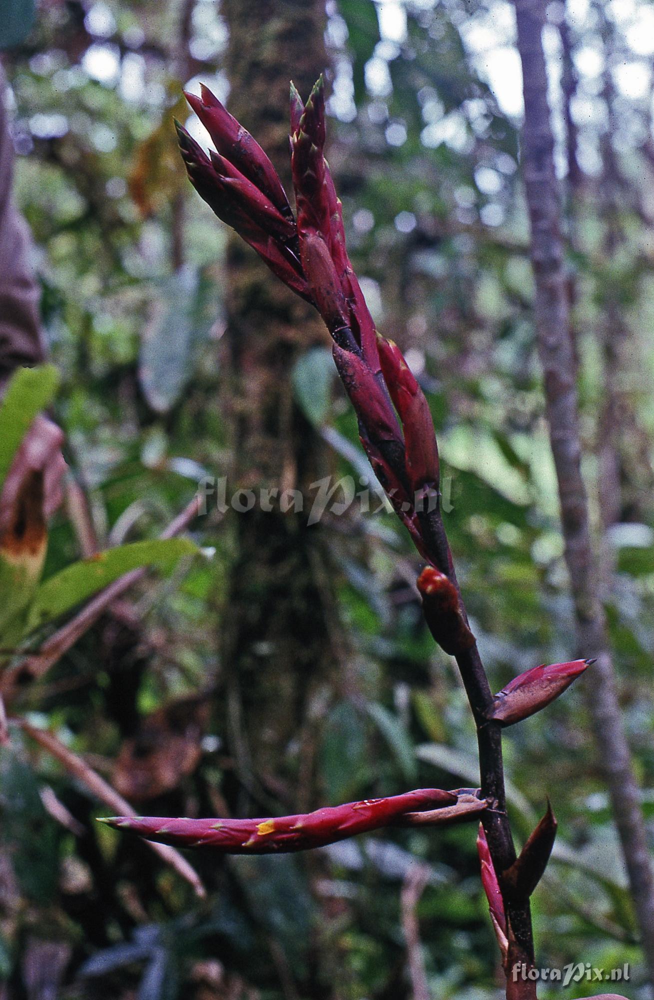 Guzmania regalis