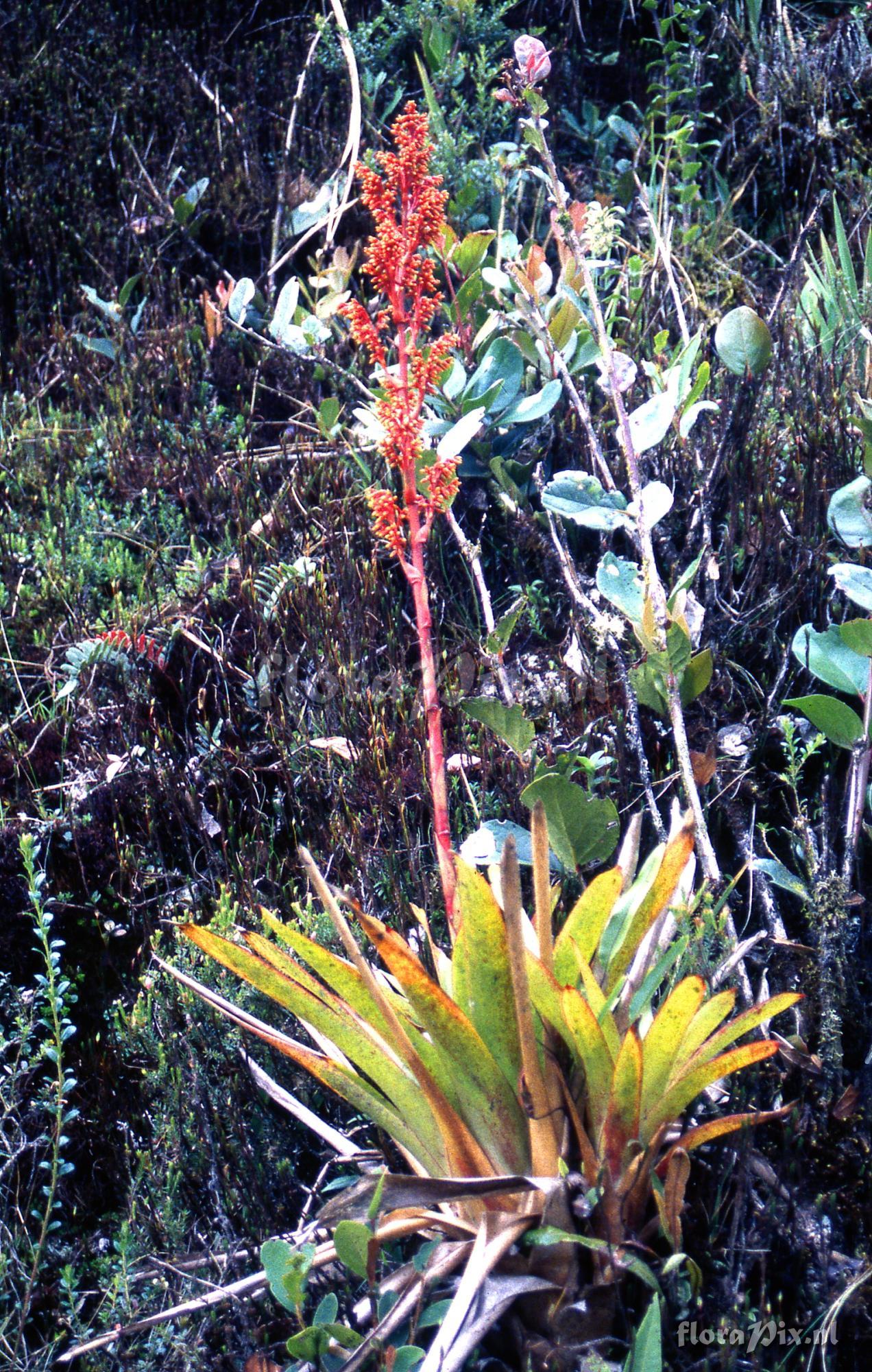 Guzmania candelabrum