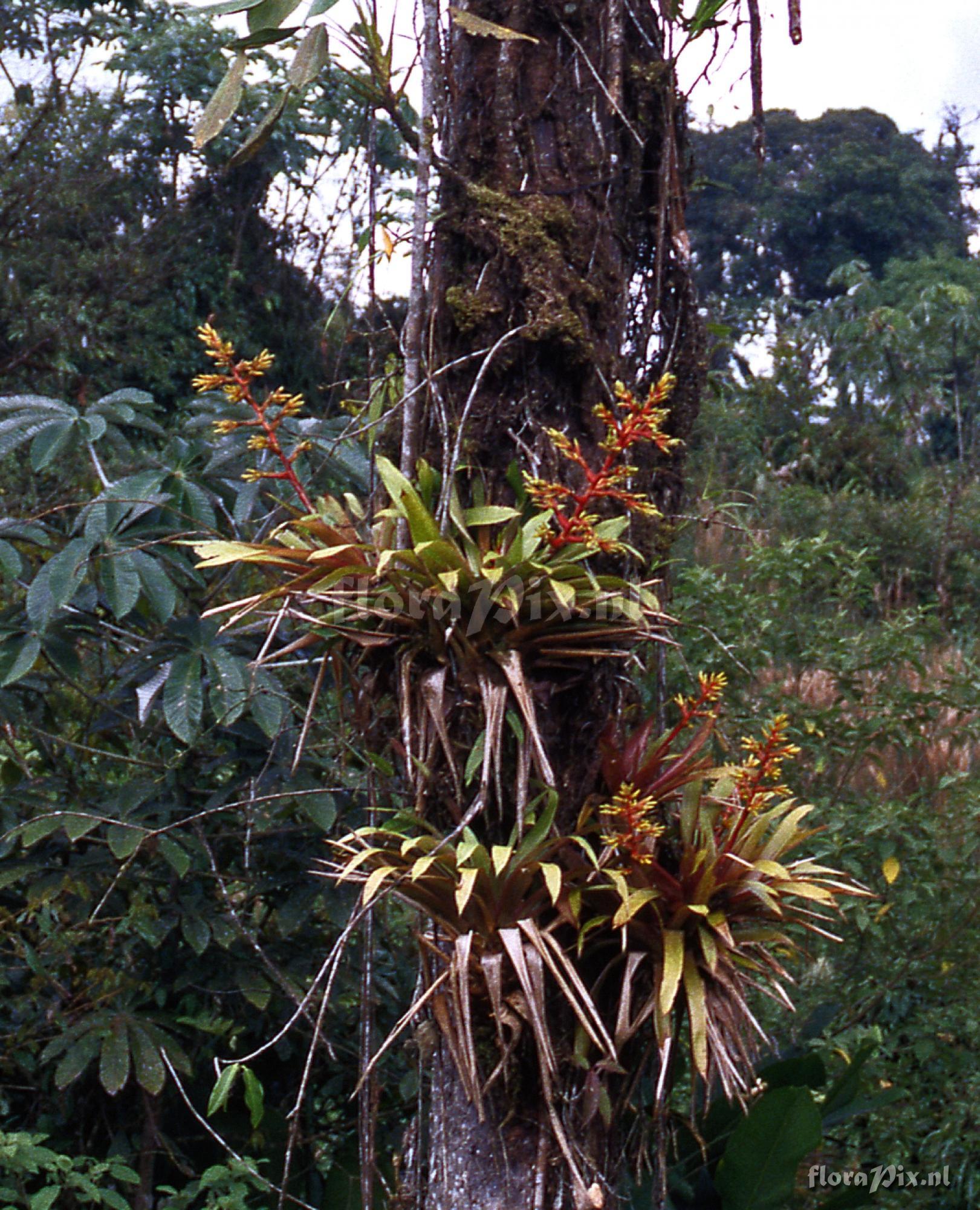 Guzmania scherzeriana