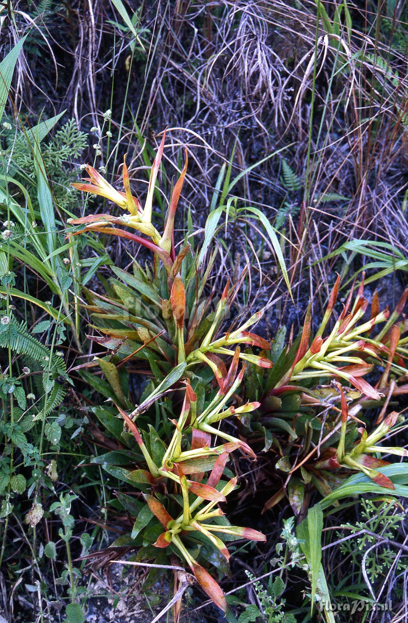 Guzmania longipetala