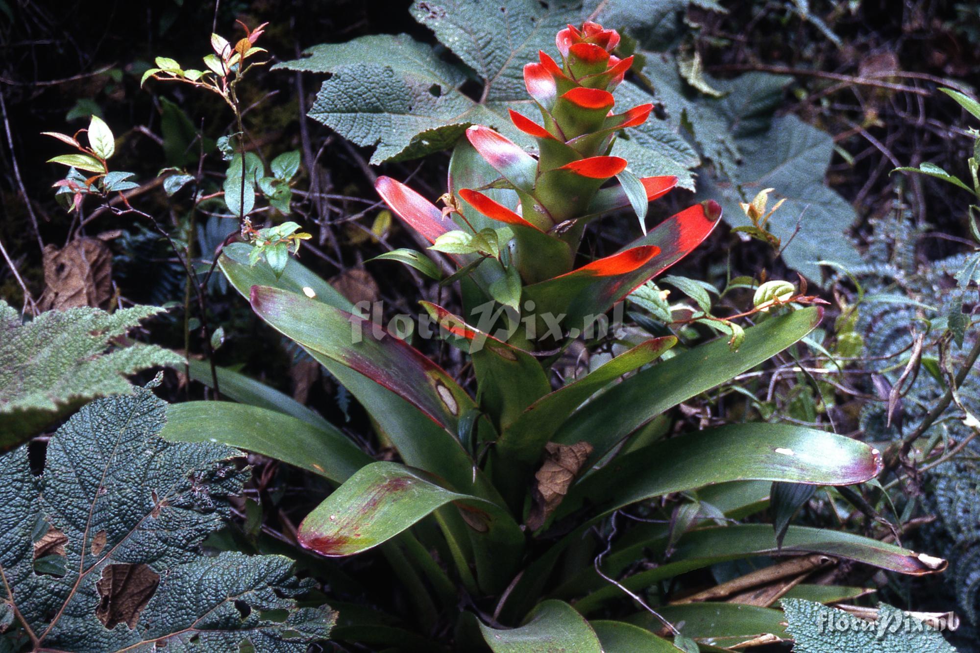 Guzmania gloriosa