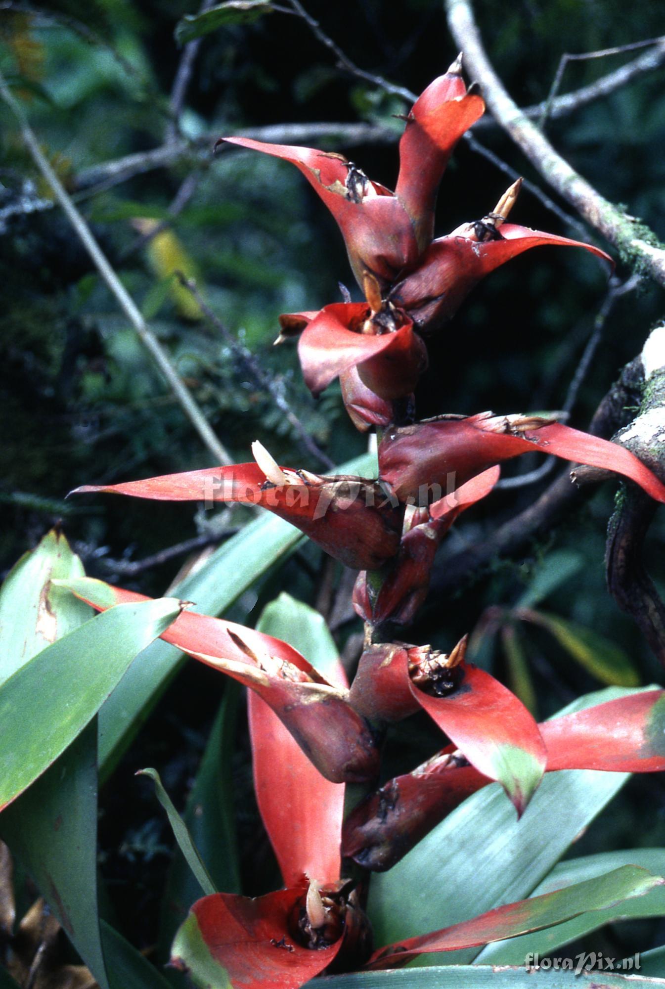 Guzmania variegata