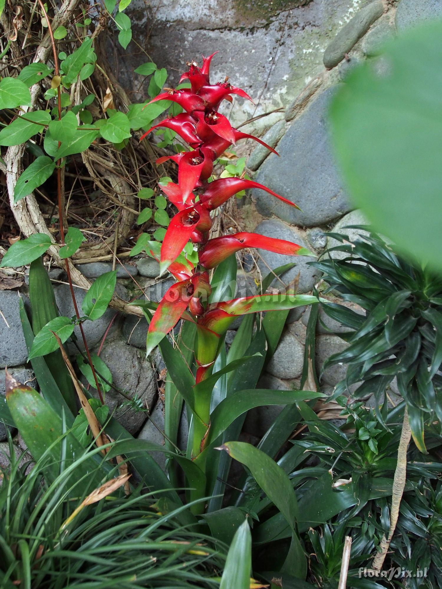 Guzmania variegata