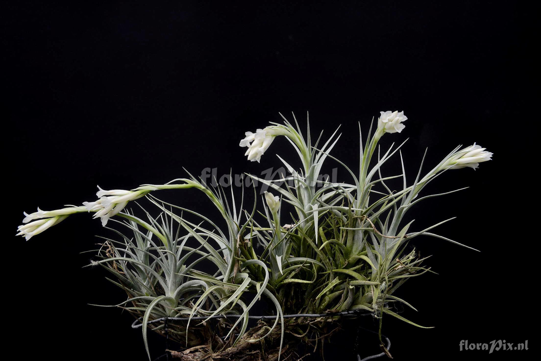 Tillandsia aeranthos var. alba