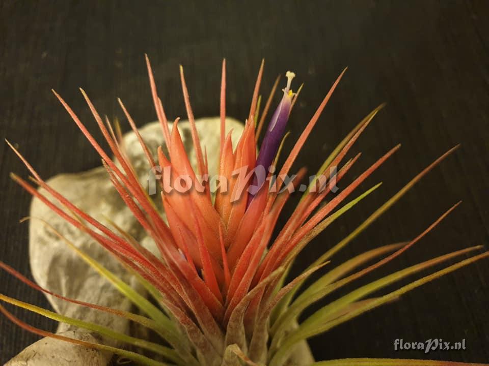 Tillandsia delicata