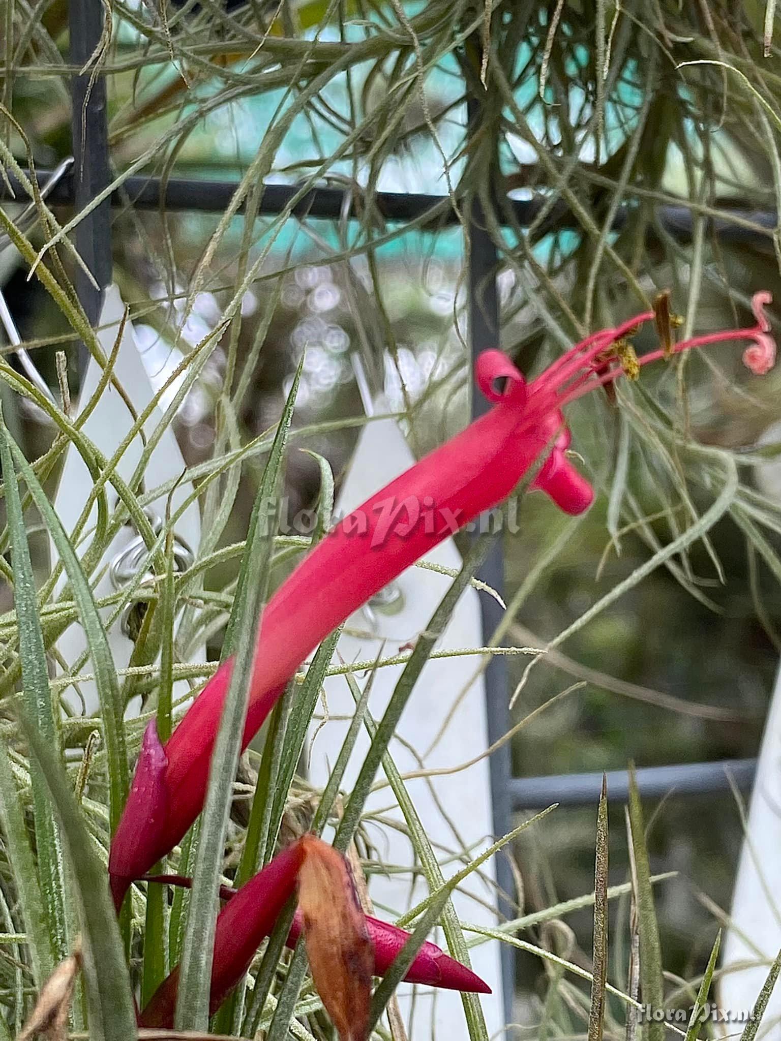 Tillandsia wilinskii x