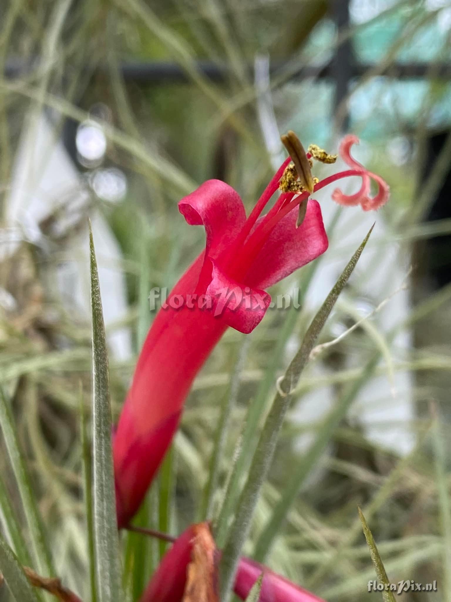 Tillandsia wilinskii x