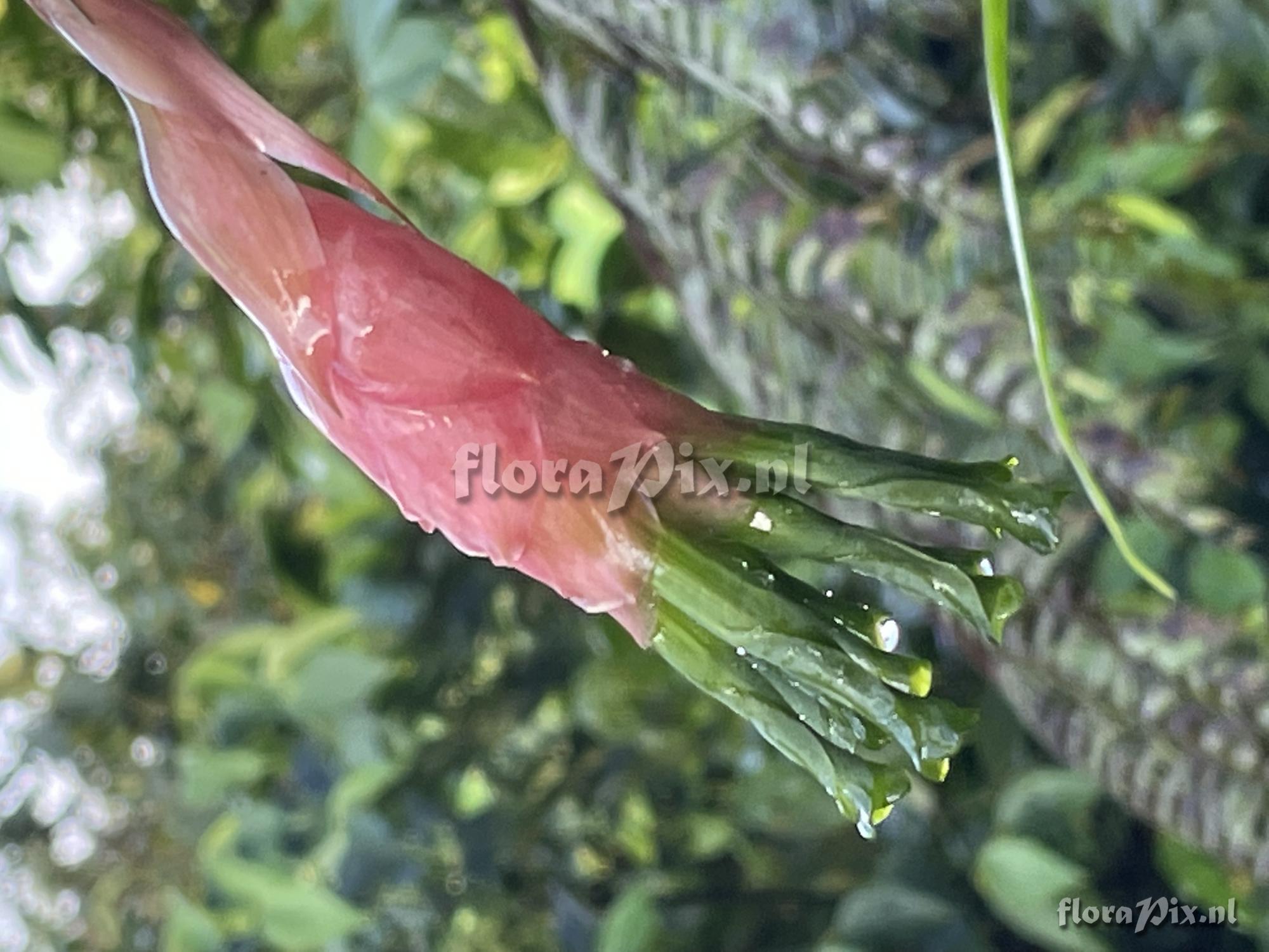 Guzmania sneidernii