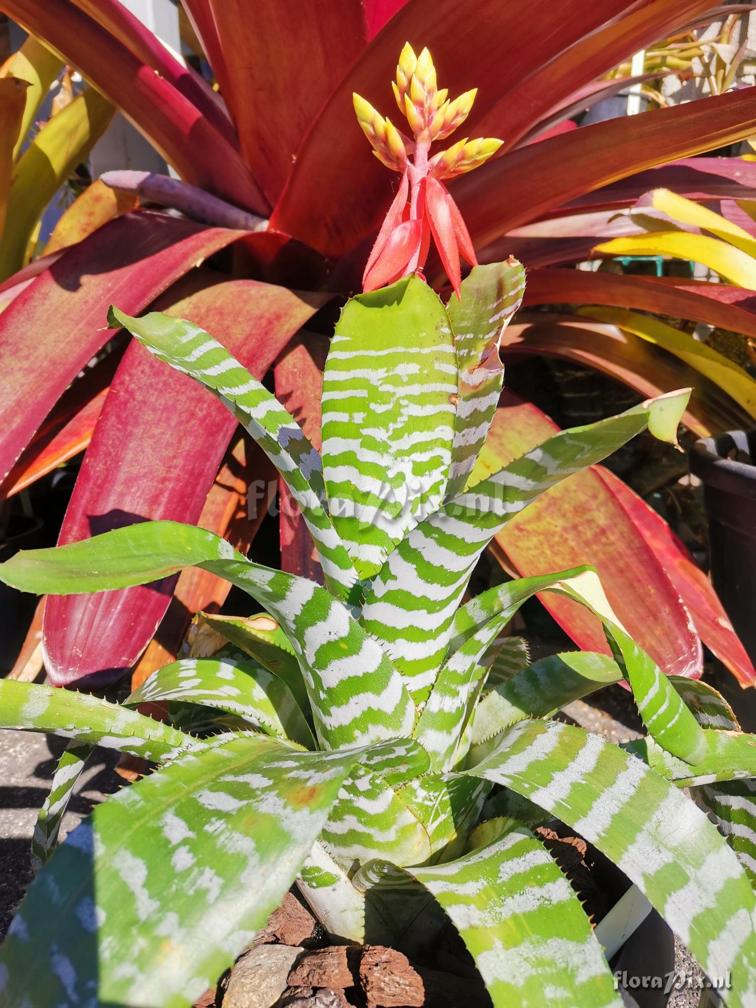 Aechmea chantinii