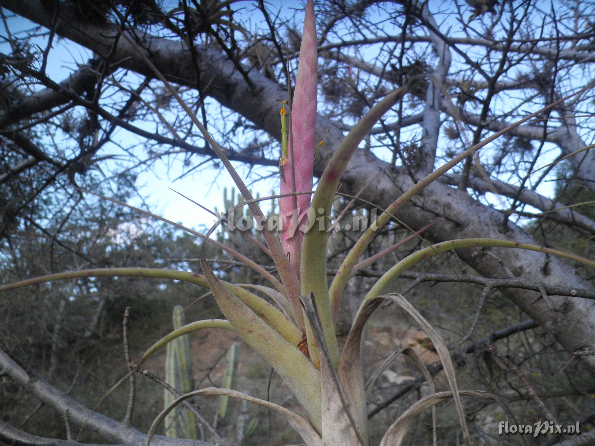 Tillandsia achyrostachys