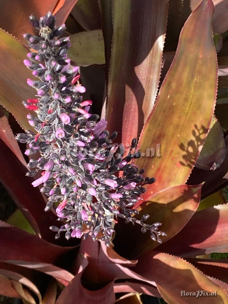 Aechmea lueddemanniana