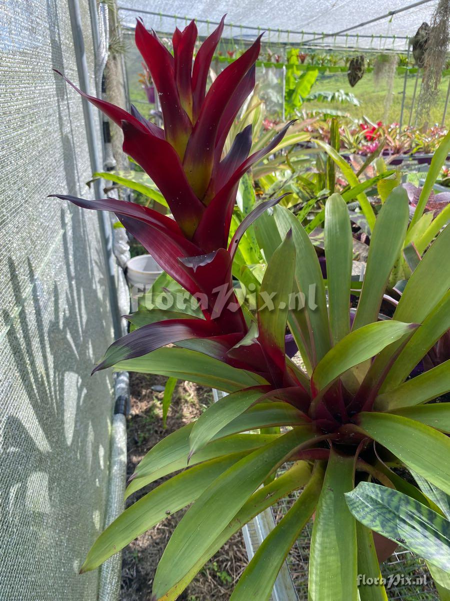 Guzmania 