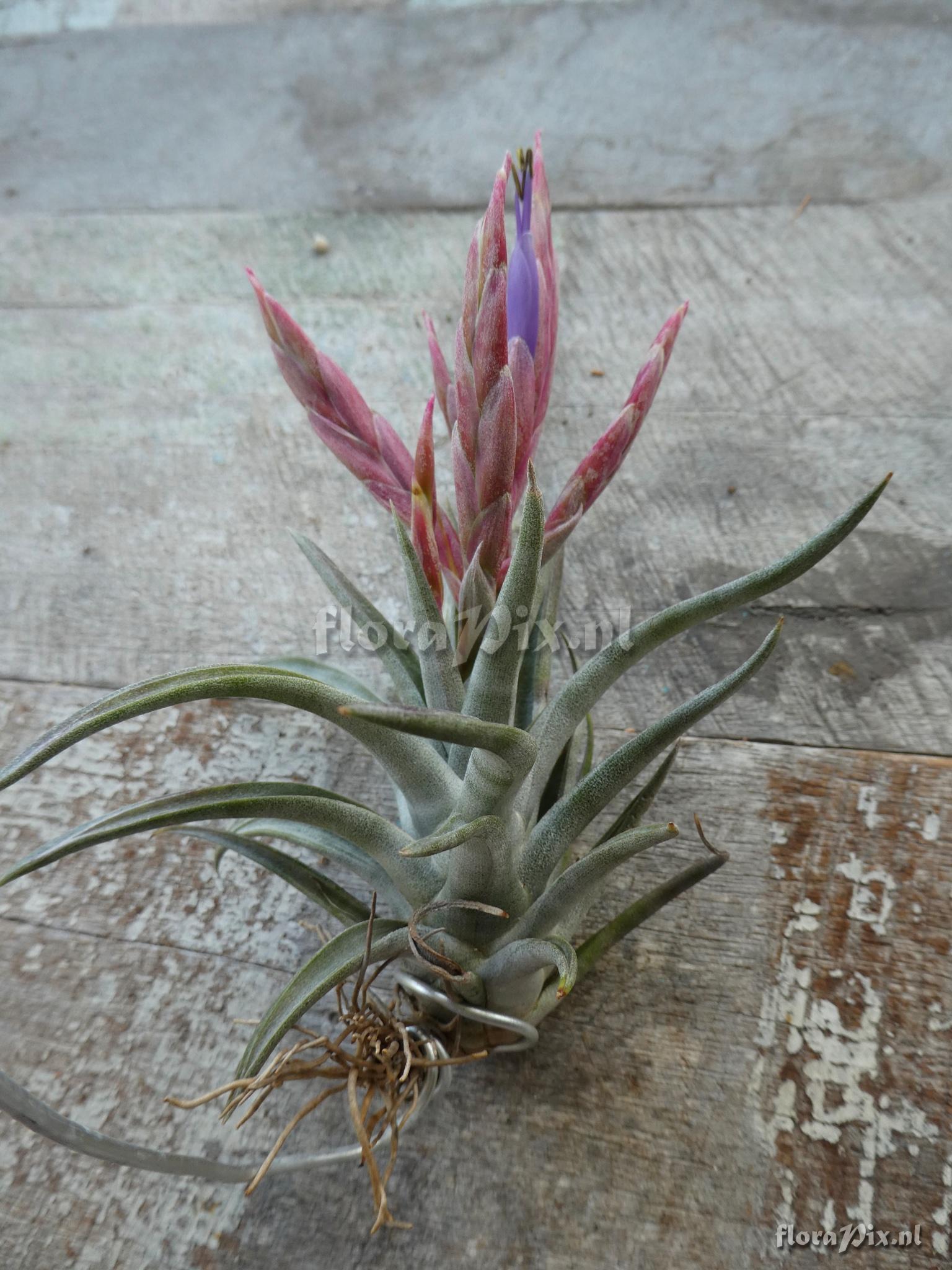 Tillandsia santosiae