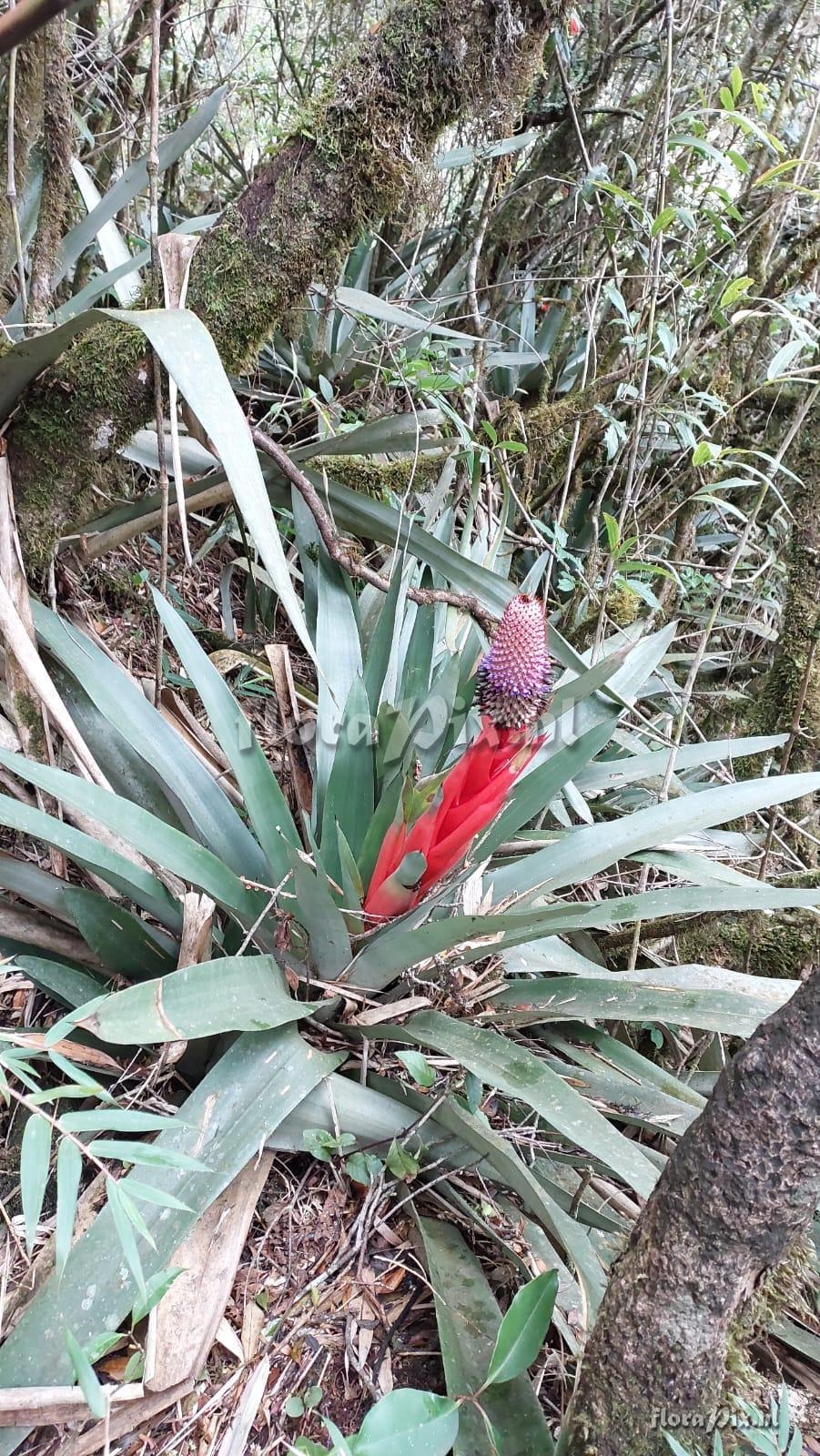 Aechmea rubroaristata