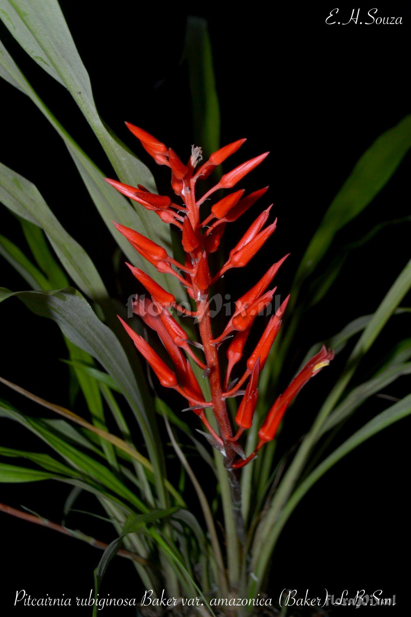 Pitcairnia rubiginosa var. amazonica